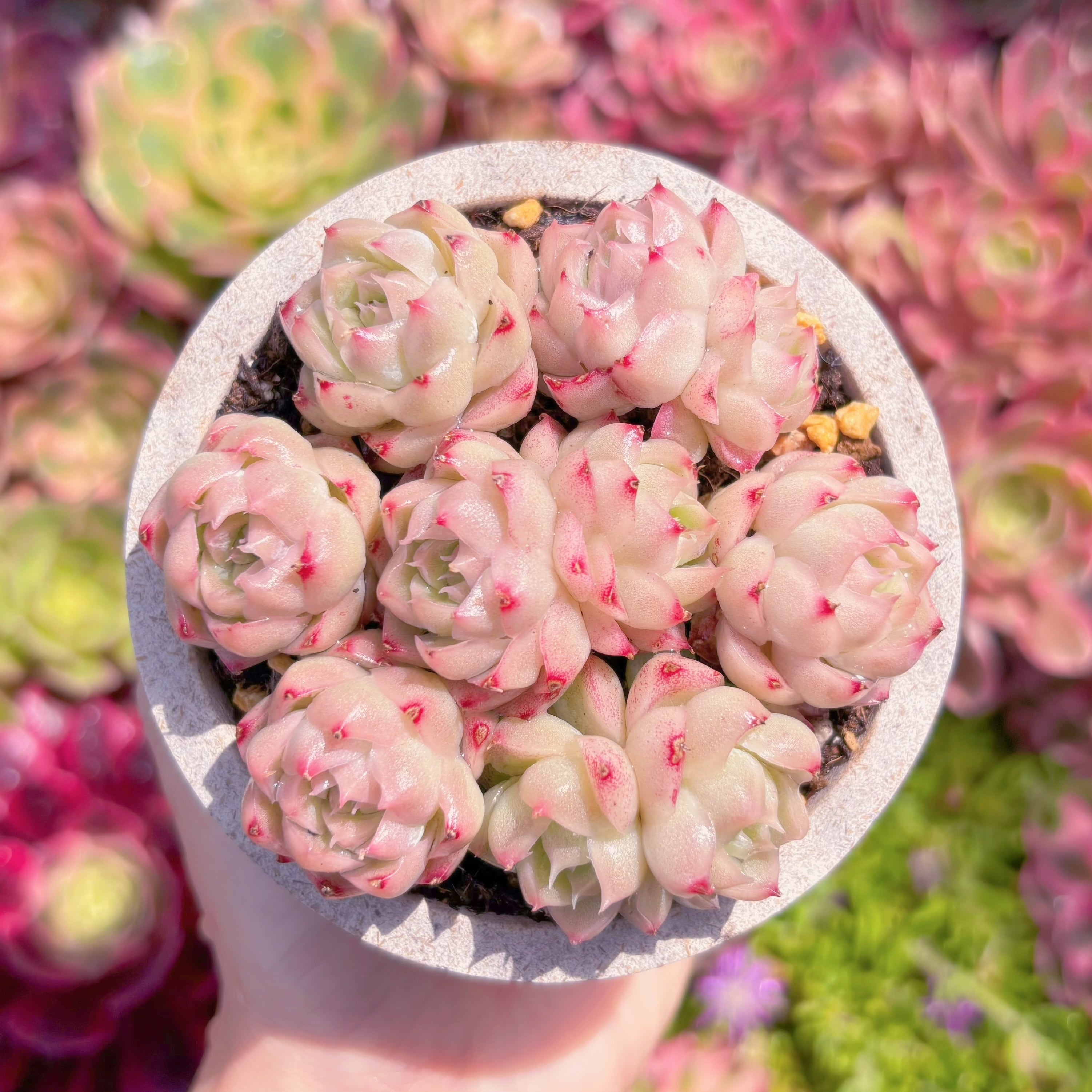 多肉植物　桃薫の女王(7苗)　新入荷　るる農園