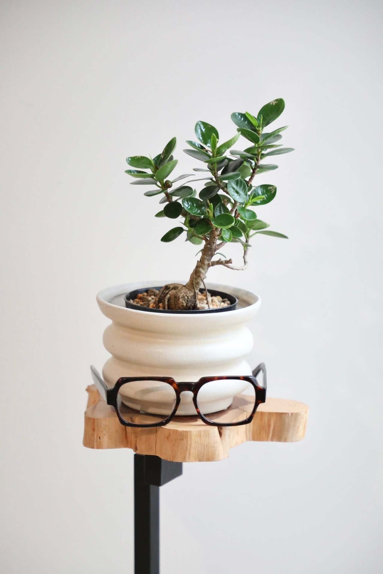 S】パンダガジュマル/Ficus microcarpa Panda ※陶器鉢カバー付き