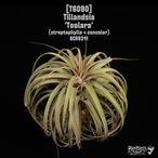 [reserved] Tillandsia 'Toolara'〔ティランジア〕T6090