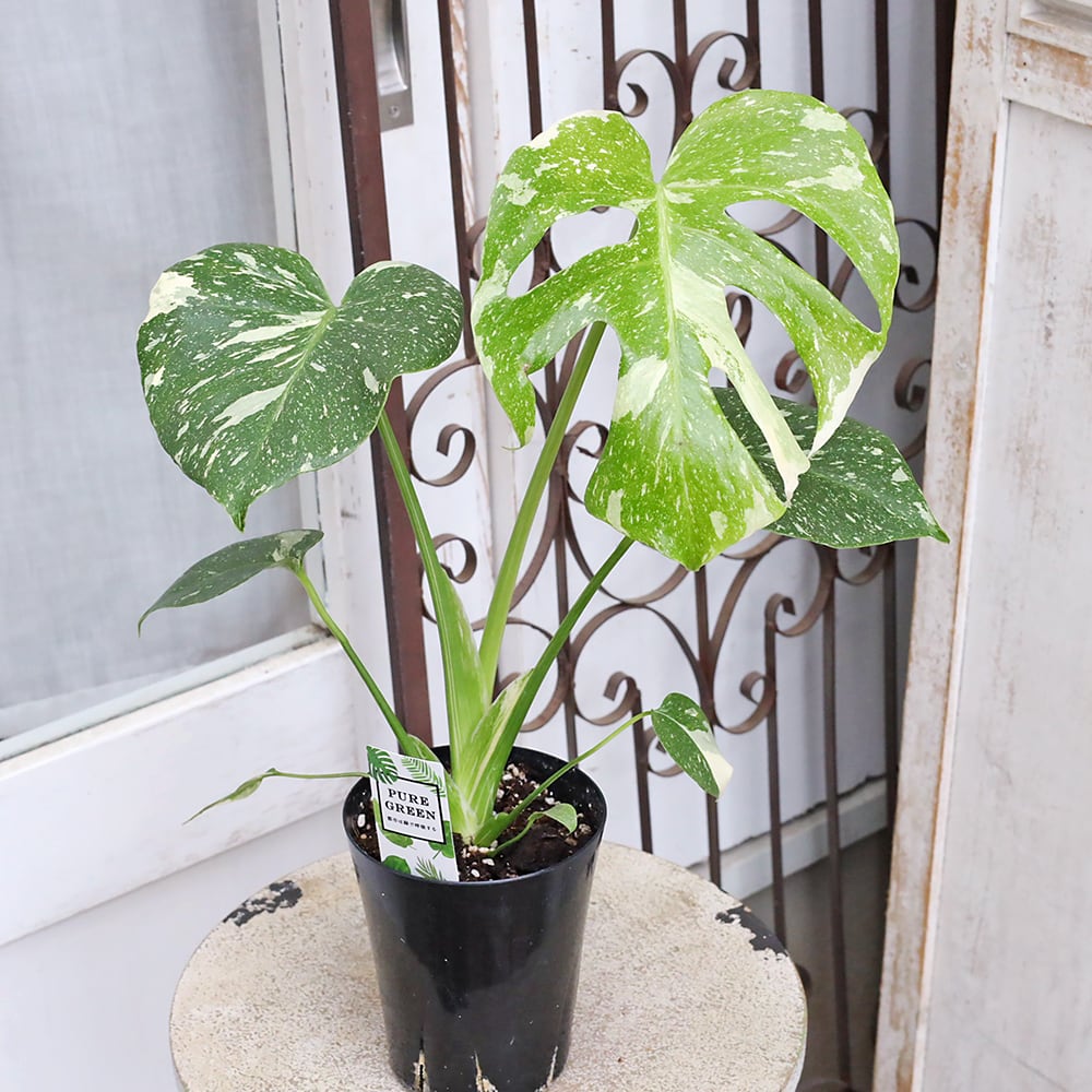 観葉植物 斑入りモンステラ タイコンステレーション 4号 H50cm