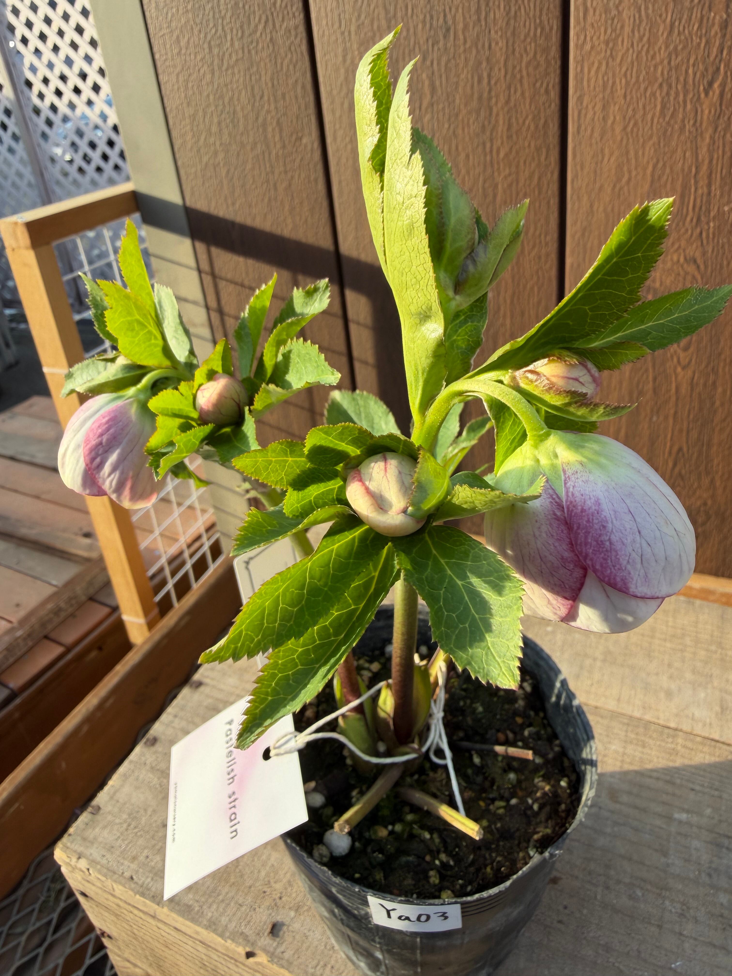 パステリッシュストレイン 大和園 クリスマスローズ【Ya03】送料無料