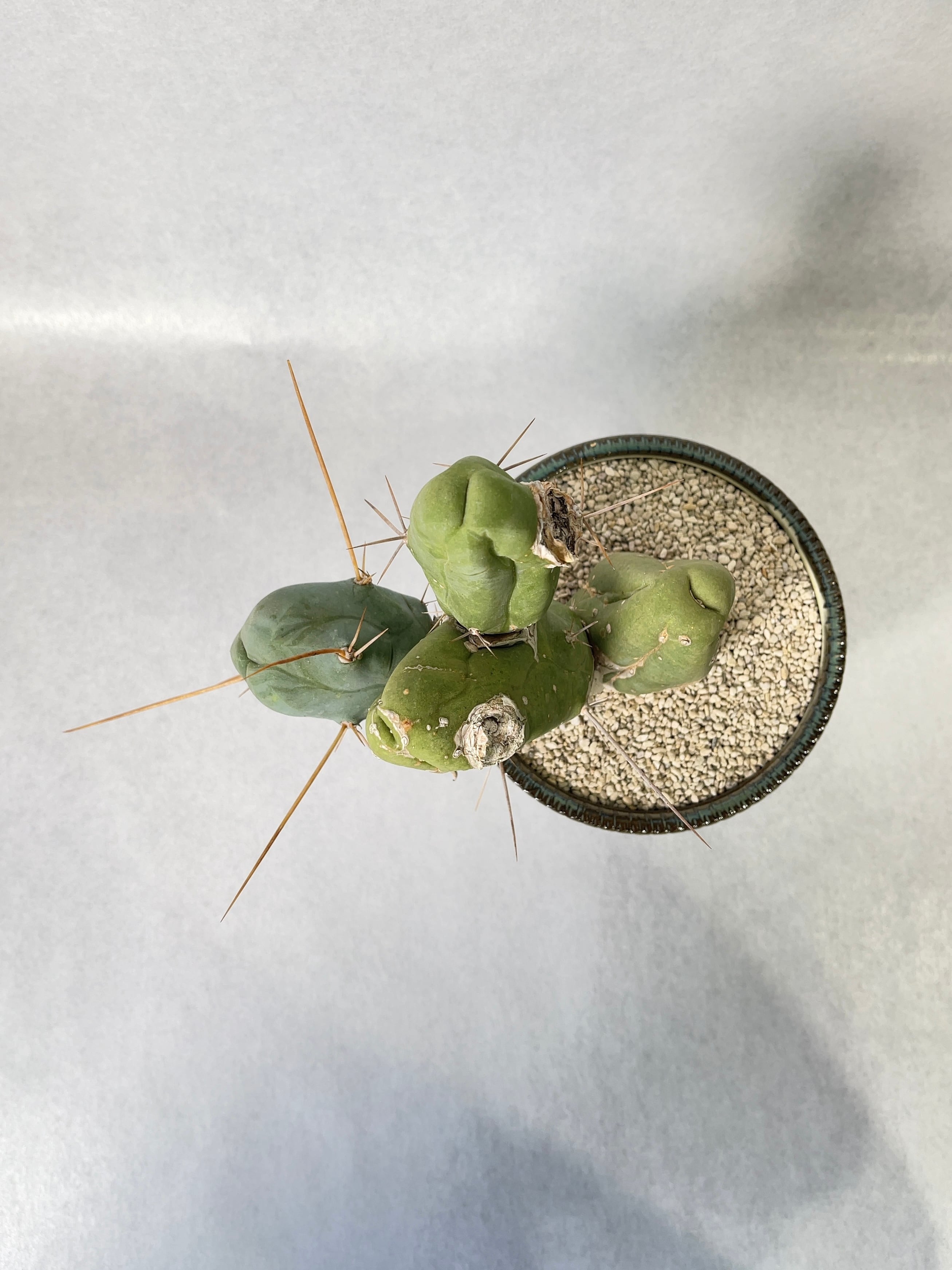 トリコセレウス・成程柱 | trigger