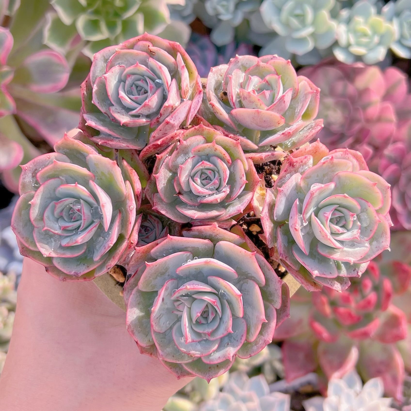 現品　イタリアローズ#577   るる農園