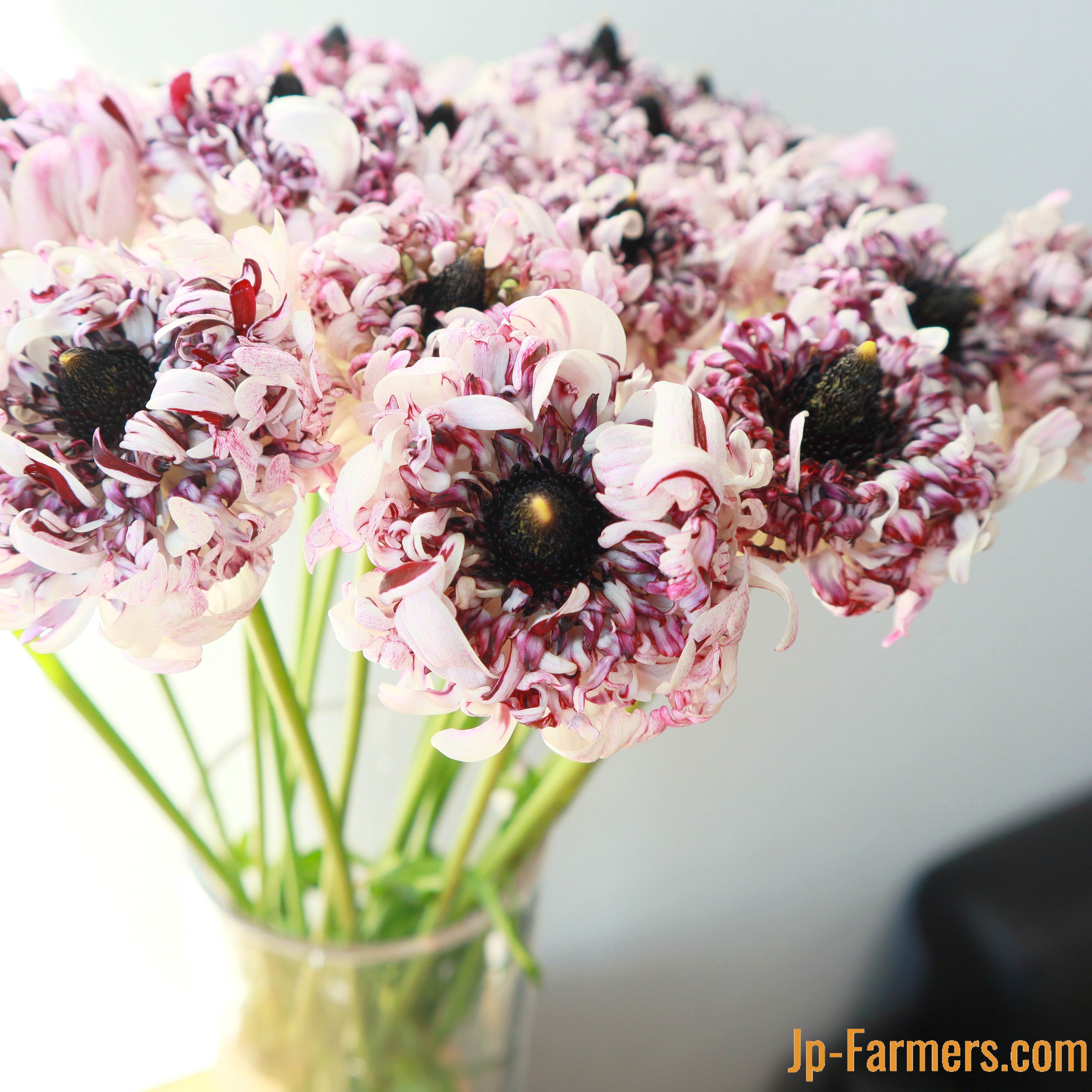 ラナンキュラス | 新鮮お花問屋 Jp-Farmers.com