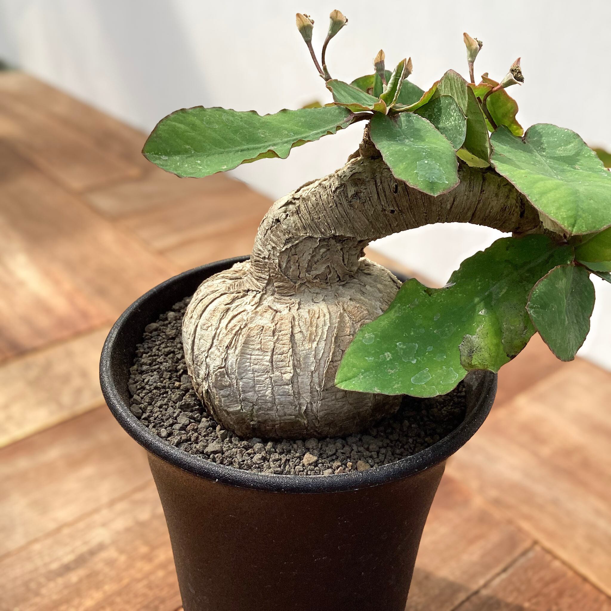 Euphorbia sp.ranohira【ユーフォルビア・ラノヒラ】 | RIMO'S GREEN