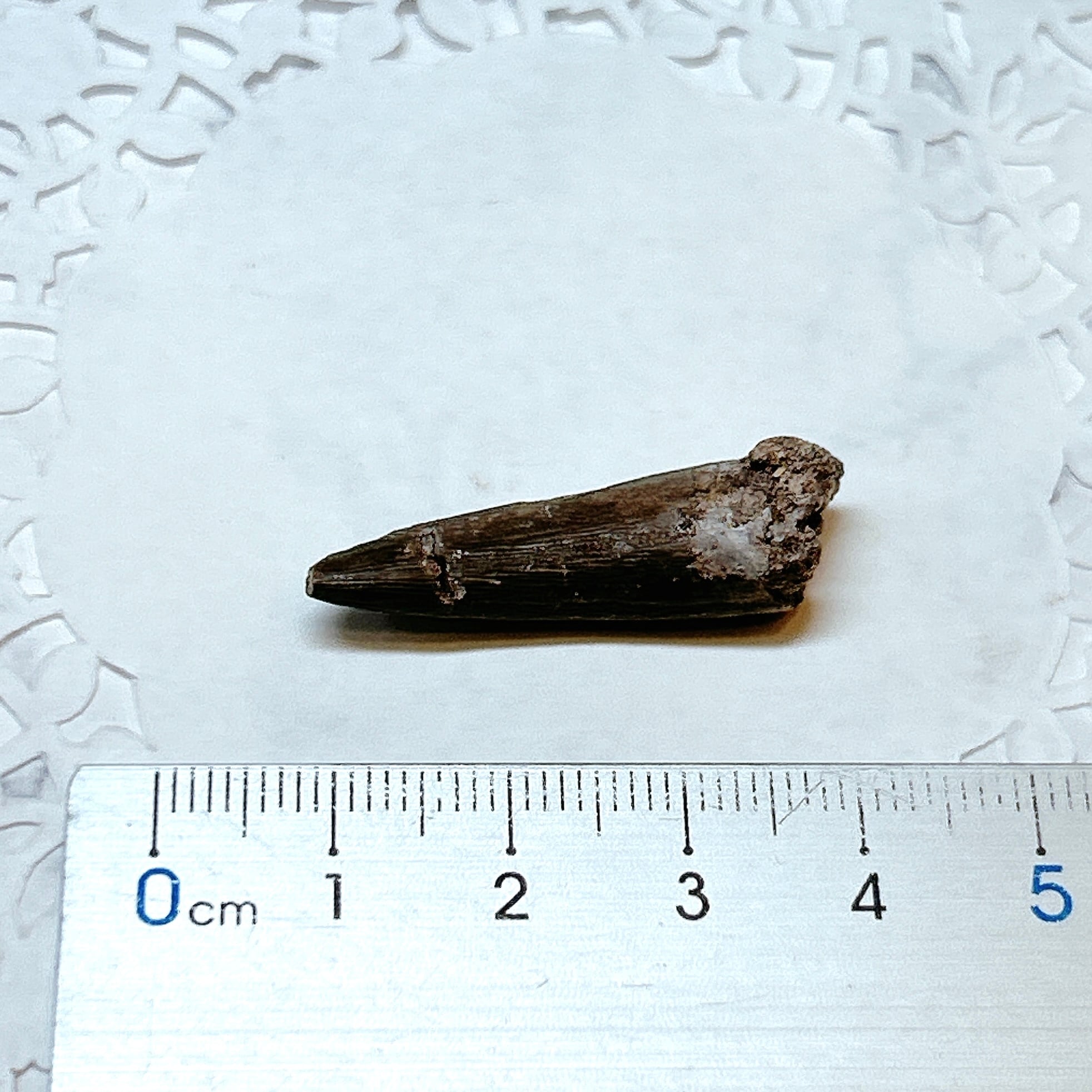 E101189】プレシオサウルス 歯化石 Plesiosaurus tooth | クリスタル