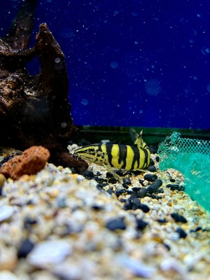 ボーシャ・ロブスタ