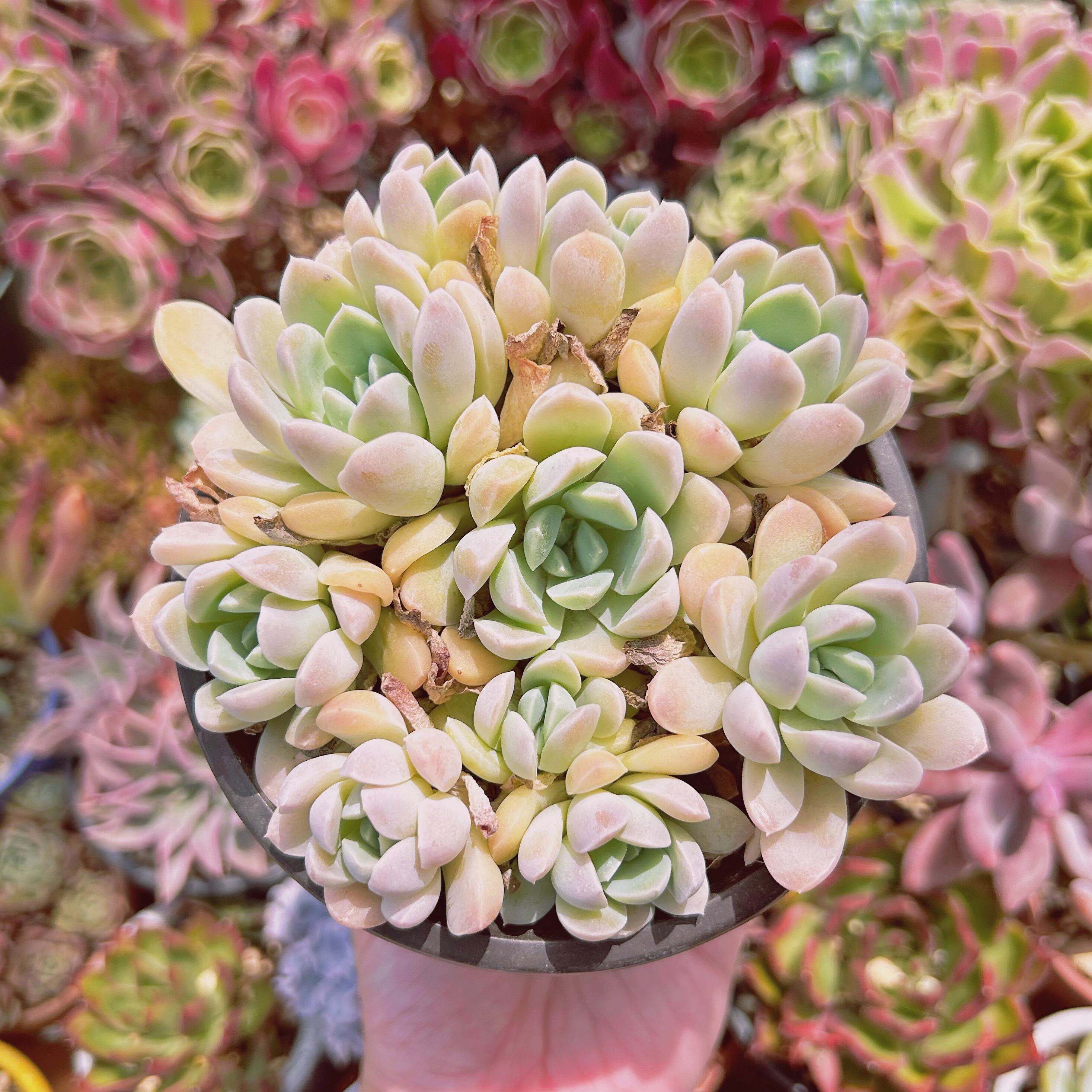 #573現物　多肉植物　クリーム美人　特大群生　抜き苗