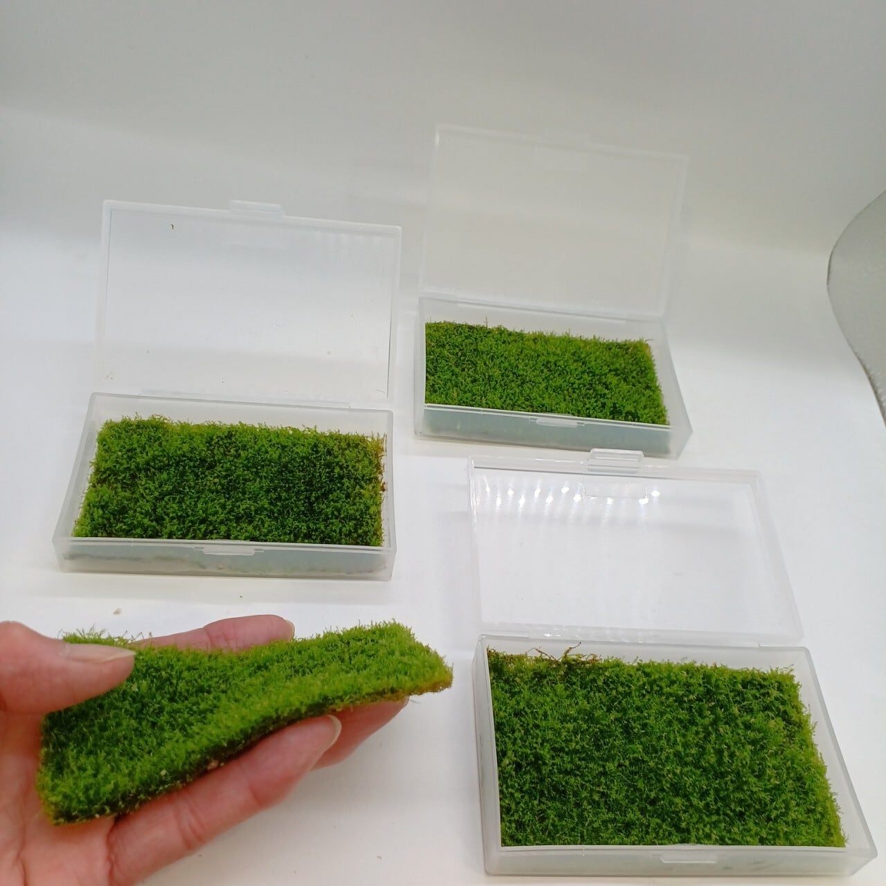 古根(苔つき) ネズミノオゴケ 苔テラリウム作製用素材苔 | 苔テラリウム専門ショップ道草