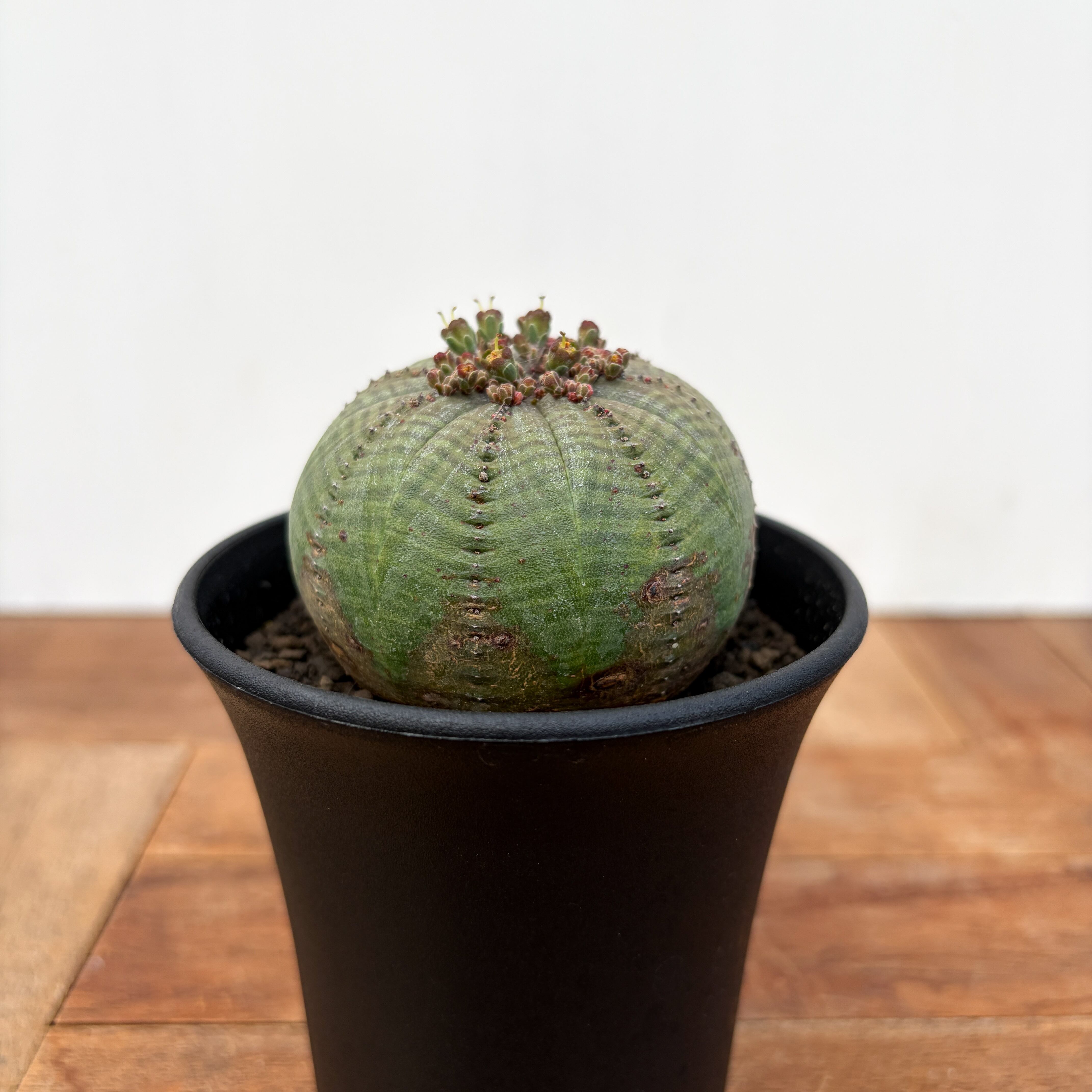 Euphorbia brevirama【ユーフォルビア・ブレビラマ】 | RIMO'S GREEN