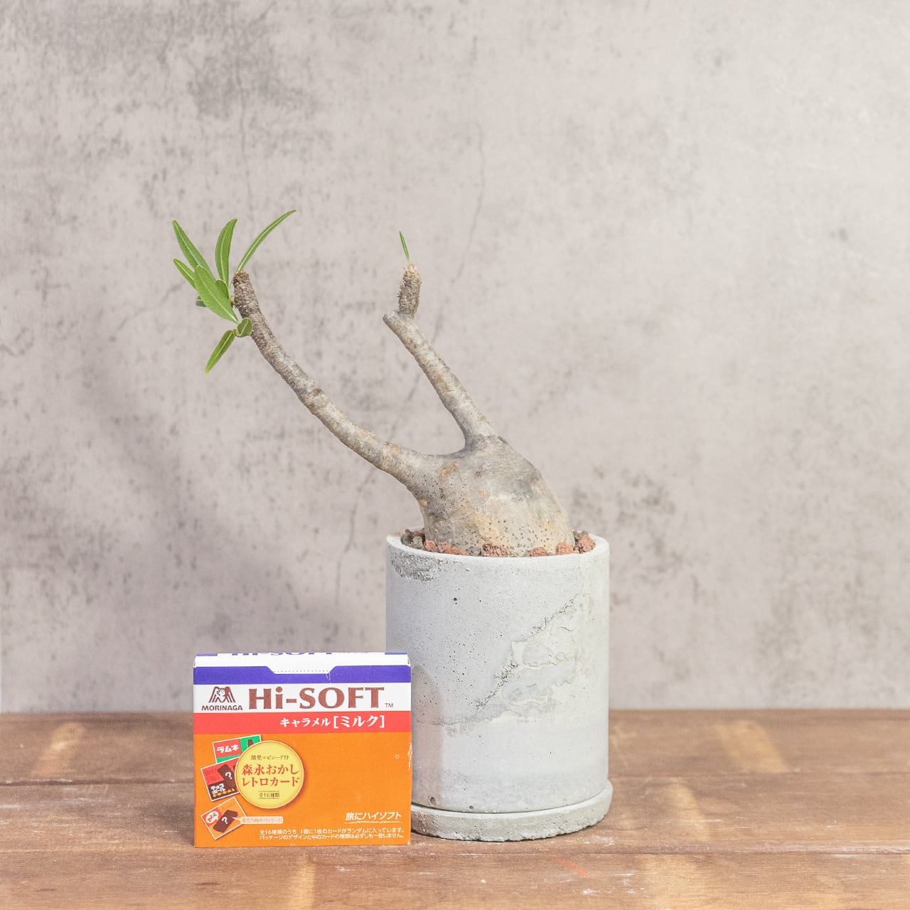 パキポディウム・グラキリス（胴回り20㎝）｜丸みのあるフォルムが愛らしい小ぶりな現地株【発根済／モルタル鉢】