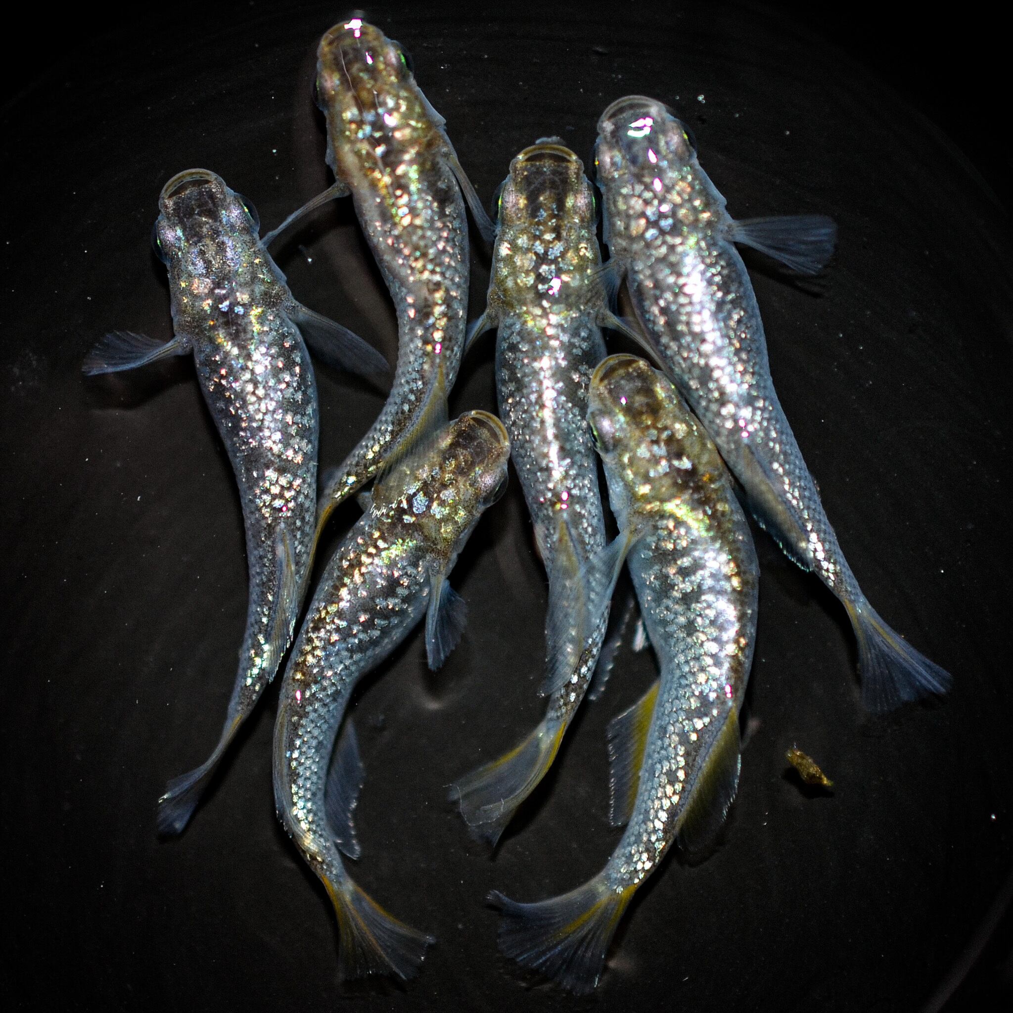 漁火(いさりび) オス1 メス1 (現物出品) ikahoff A-0811-171-A