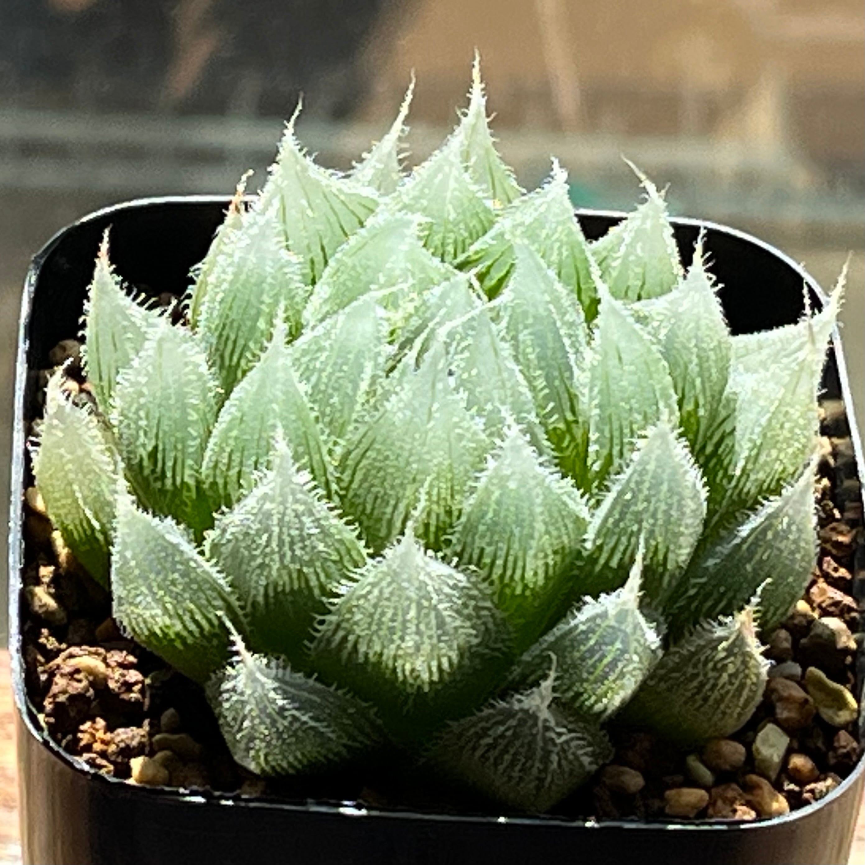 ベヌスタ系 | mocono_plants