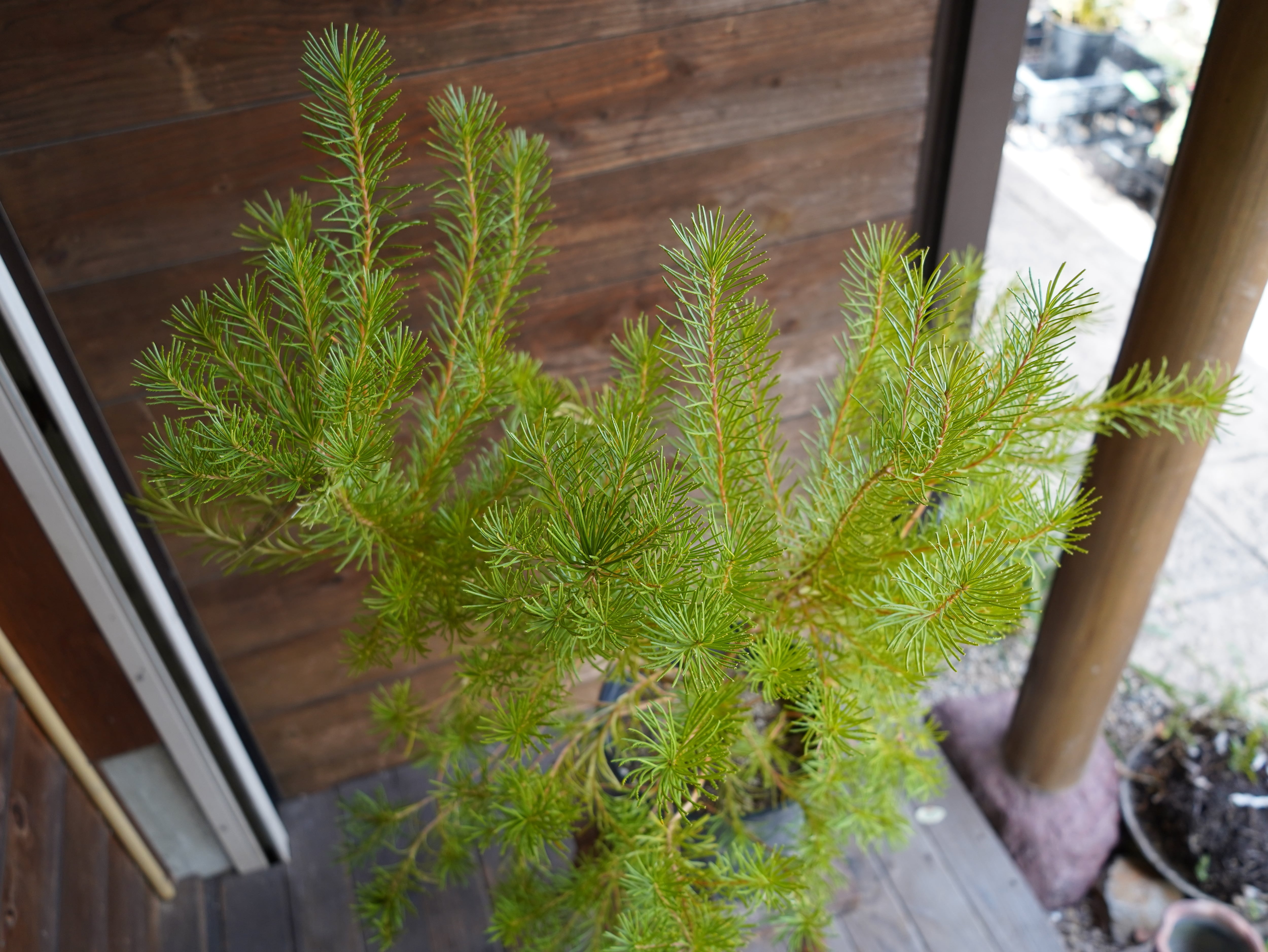 【現物】バンクシア ”スピヌローサ” オーレア