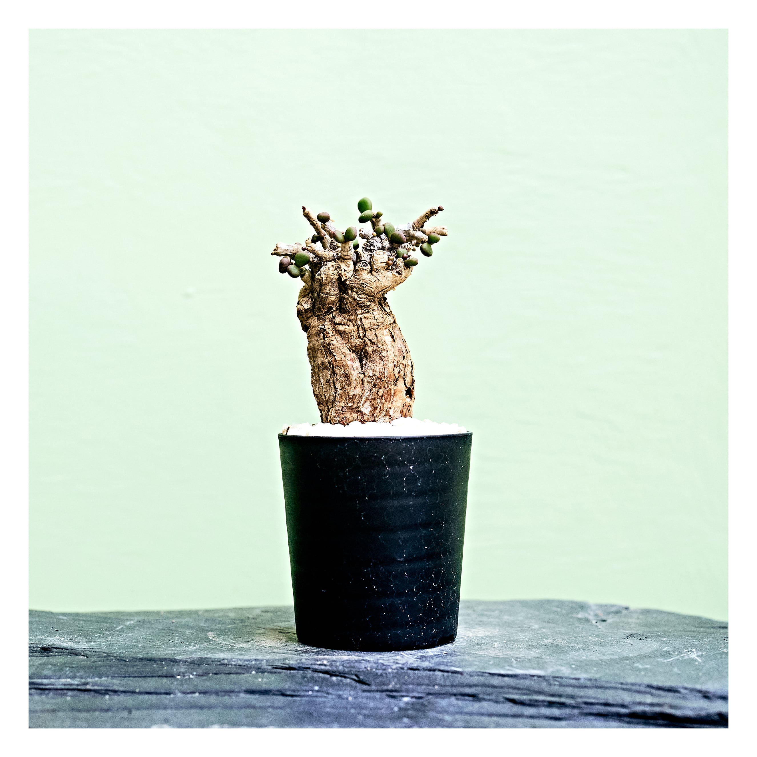 ケラリア※ピグマエア isla del pescado - Ceraria pygmaea-ケラリア・ピグマエア