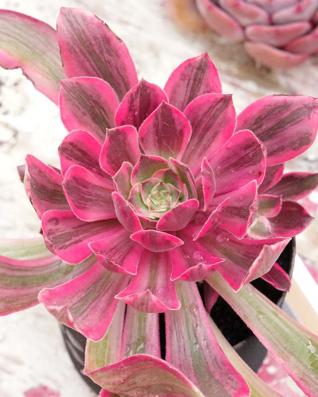 発根済カット苗 アエオニウム ガーネット 大きめ Aeonium 'Garnet' 発根済カット苗 アエオニウム ガーネット 大きめ Aeonium 'Garnet'