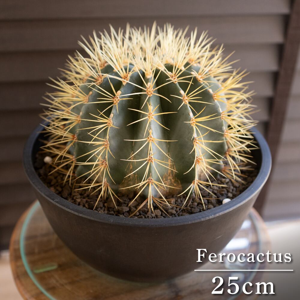 【発根済】25cm 王冠竜 フェロカクタス ブルーバレルカクタス サボテン 8号 ドライガーデン 0831BK