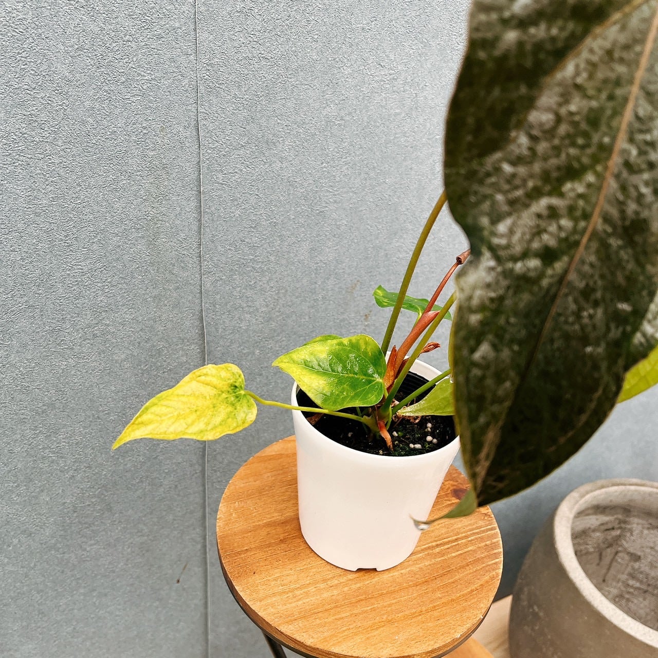 現品］【希少】20番 アンスリウム クイーンオブハート 4号 観葉植物
