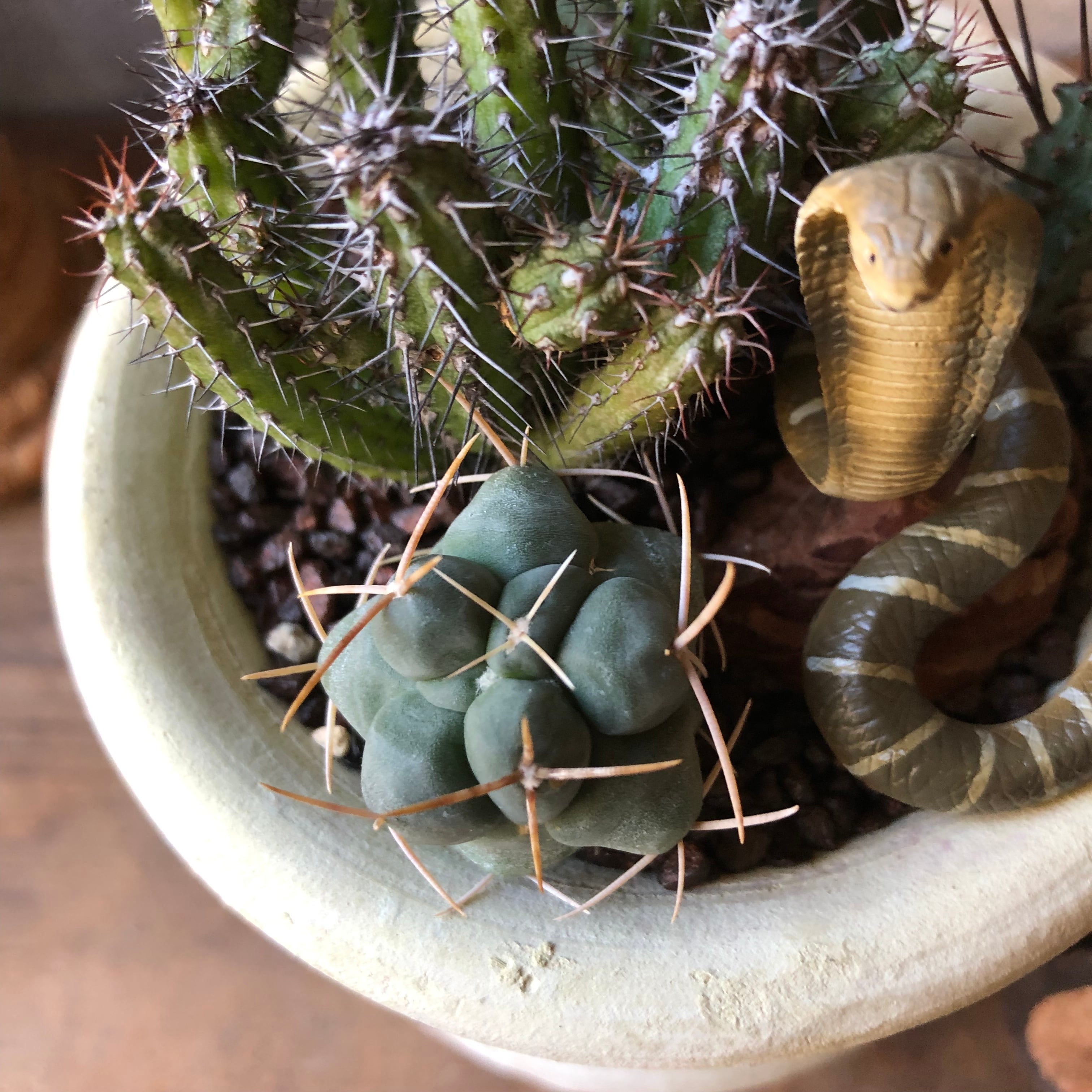 た*わ様 激レア　絶版　1/24 KING COBRA キングコブラ 未組み立て た*わ様 激レア 絶版 1/24 KING COBRA キングコブラ 未組み立て た