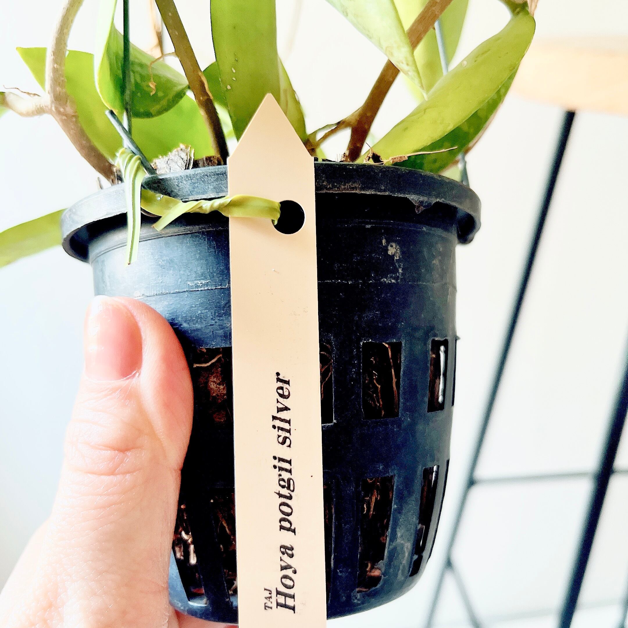 希少品種ホヤコレクション：Hoya pottsii 'Silver'（ホヤ・ポッツィー