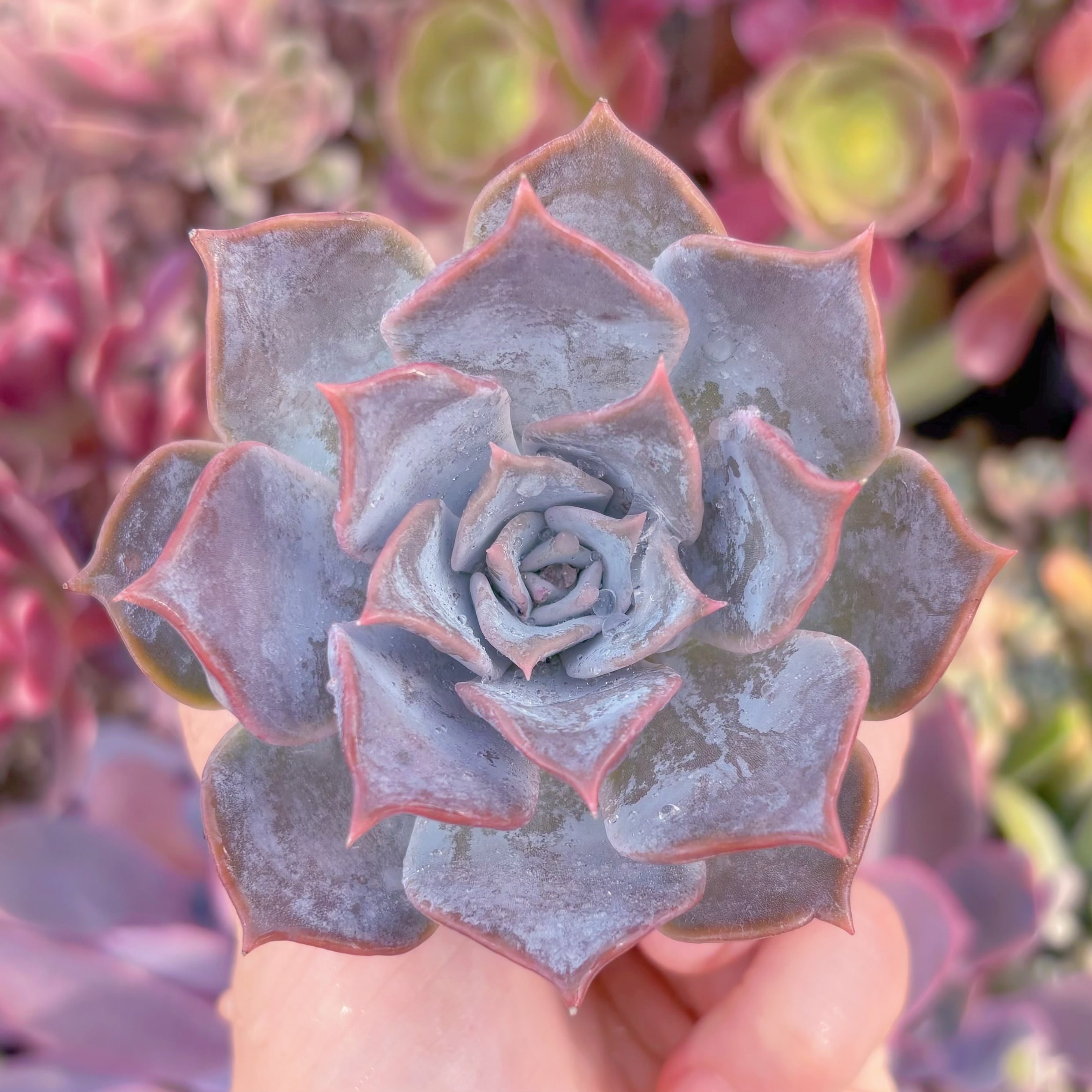 現物　Lilacina#093　古株　るる農園