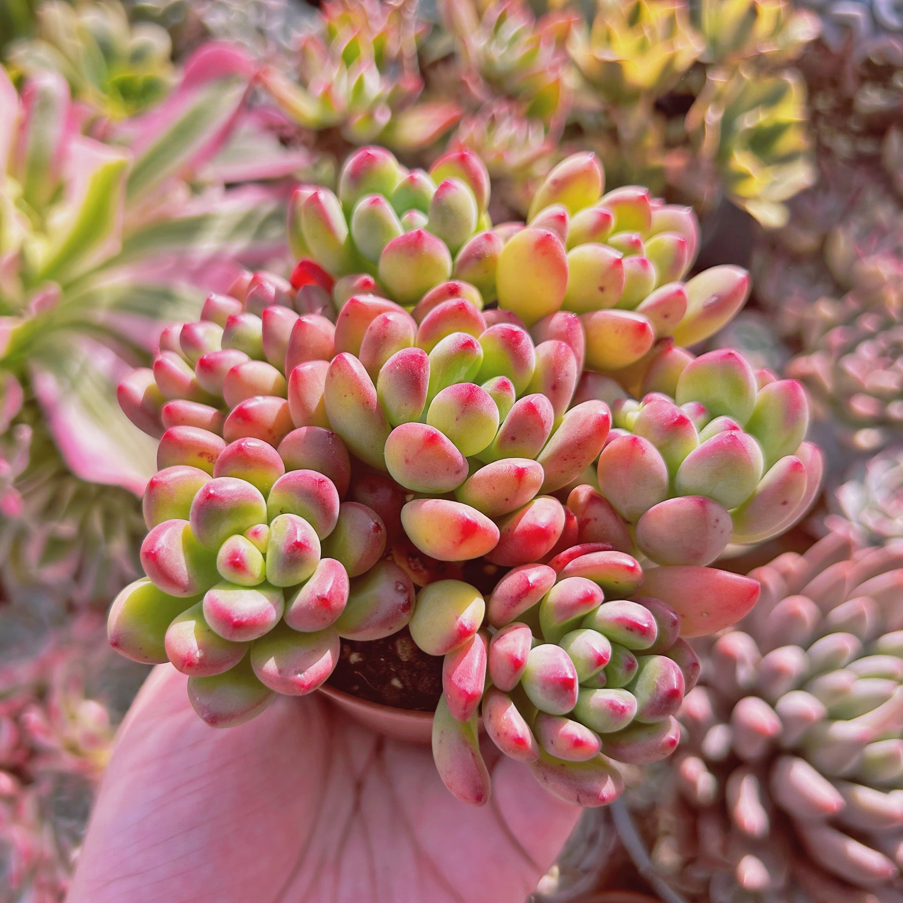 多肉植物 Sedum 新品種 トミーキャット 7頭 | るる農園~多肉植物専門