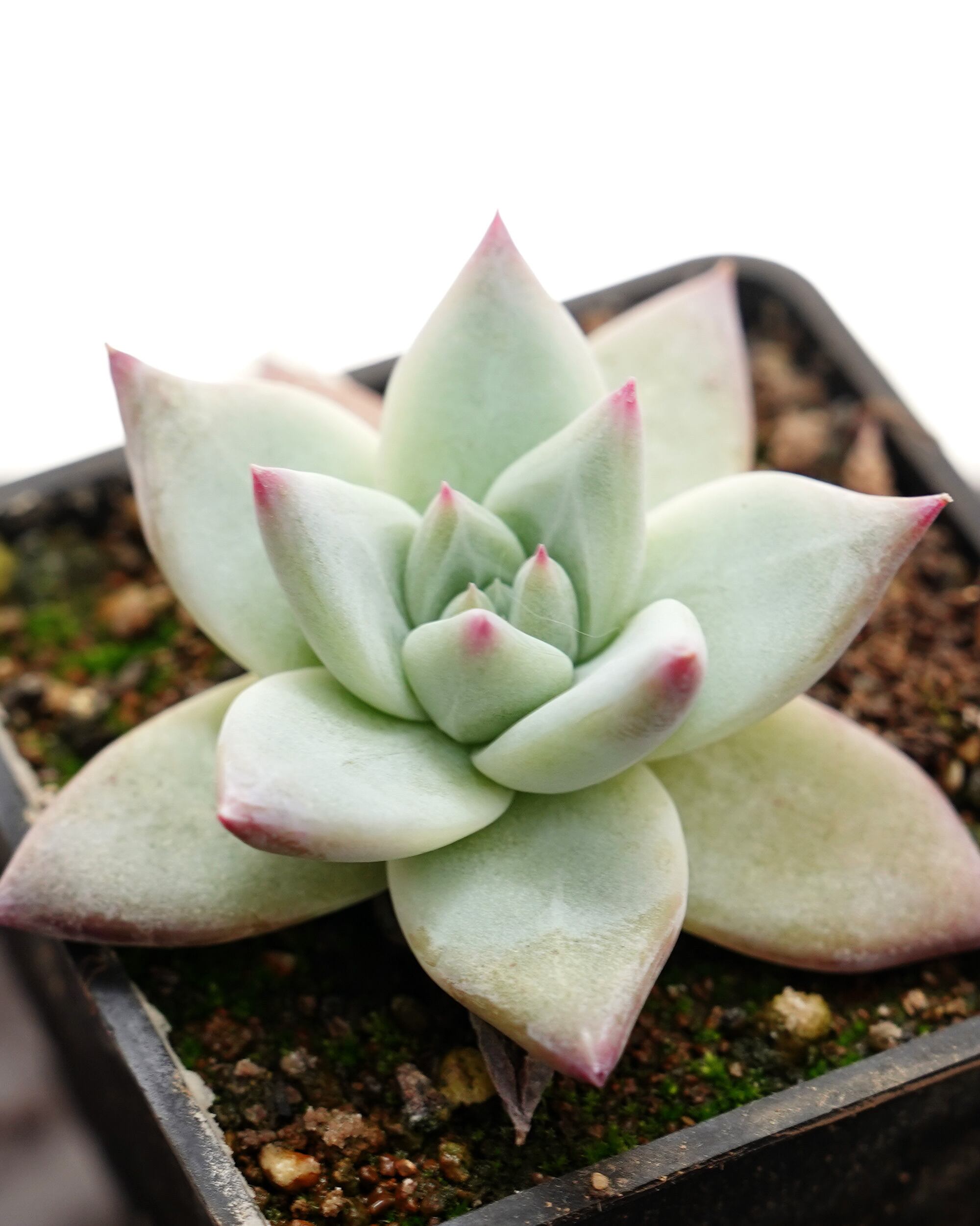 ① コロラータタパルパ　E.colorata Tapalpa メキシコ産 抜き苗 コロラータ タパルパ Echeveria corolata Tapalpa | PUKUBOOK