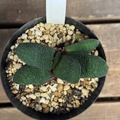 ガステリア 黒鶯轉【387】