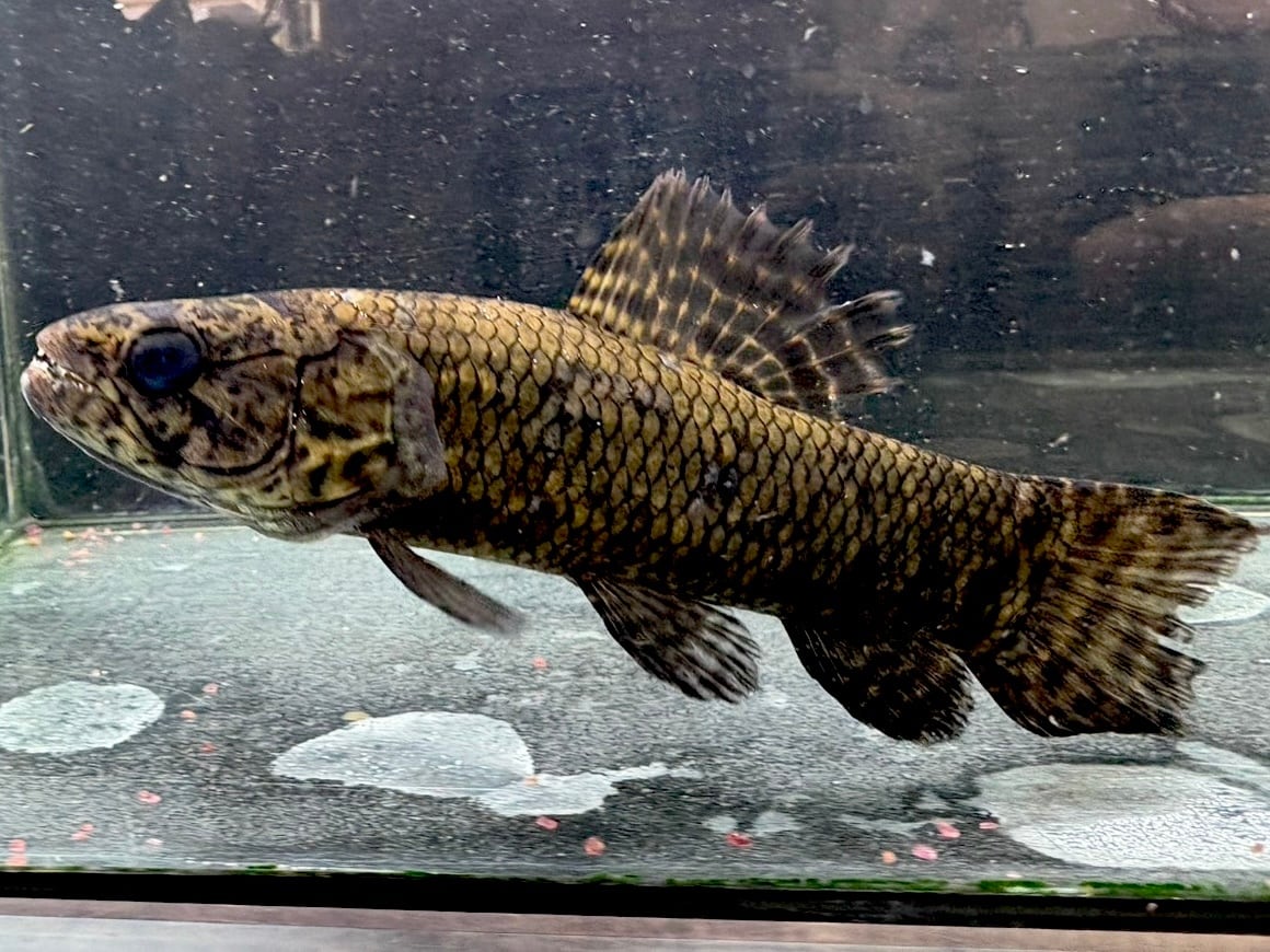 アロワナナイフ（アファー）➁ 37cm ギニア産 | AQUASTYLEG