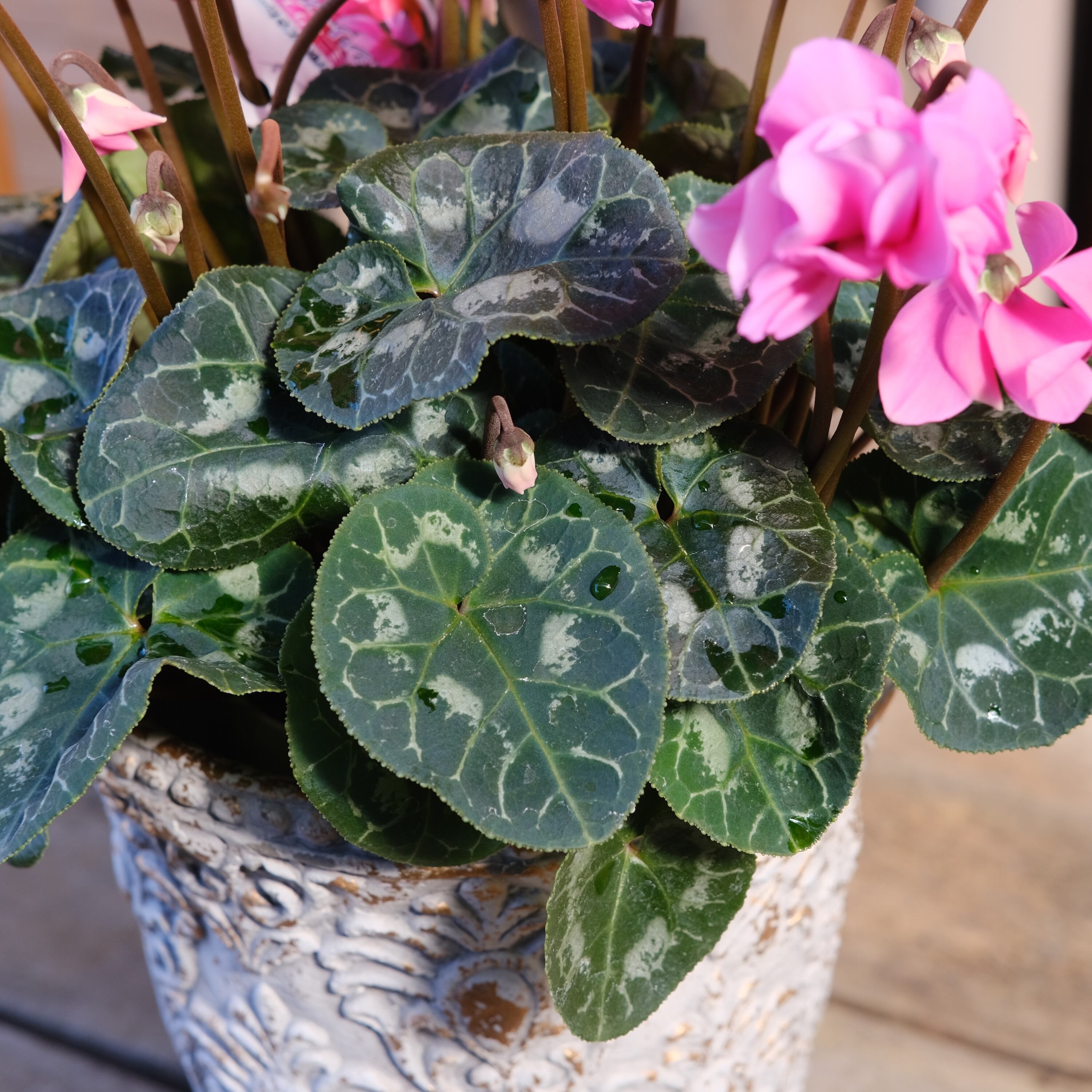 No, 11】ミニシクラメン チモシリーズ 八重《 枝垂れざき 》鉢なし