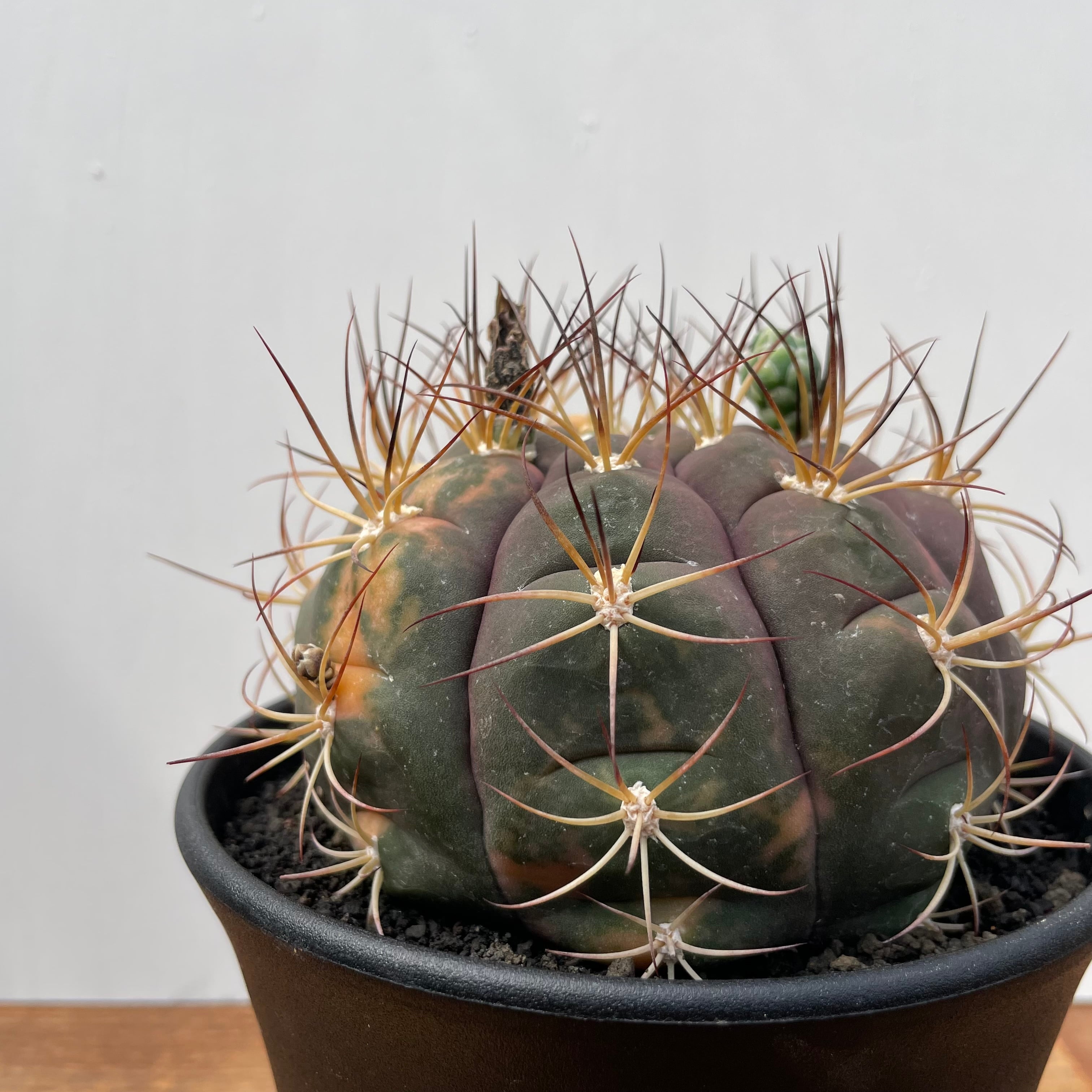 Gymnocalycium pflanzii v. albipulpa【ギムノカリキウム・尾形丸錦