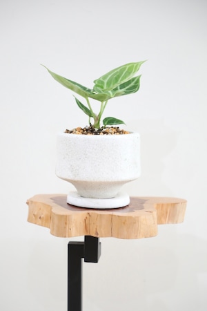 【S】アンスリウム ドラヤキ/Anthurium  ※陶器鉢付き