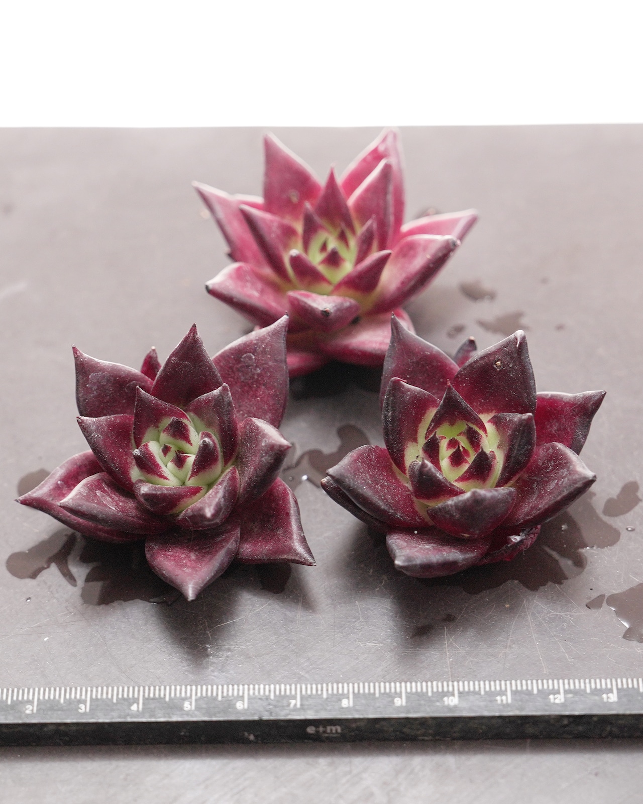 カット苗 ロメオルビン S Echeveria agavoides 'Romeo Rubin'