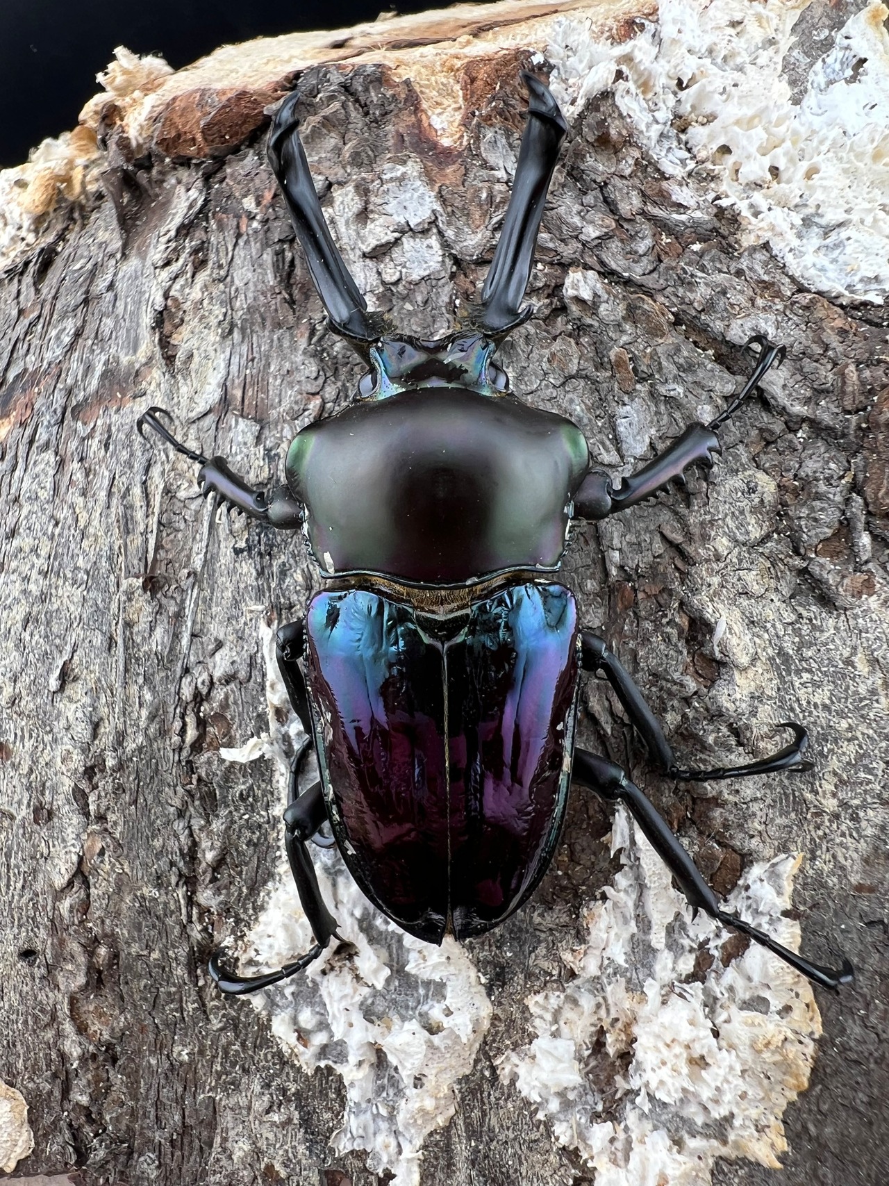 《ニジイロクワガタ 青紋紫根系 56mm ペア》セルヴォラン氏委託個体
