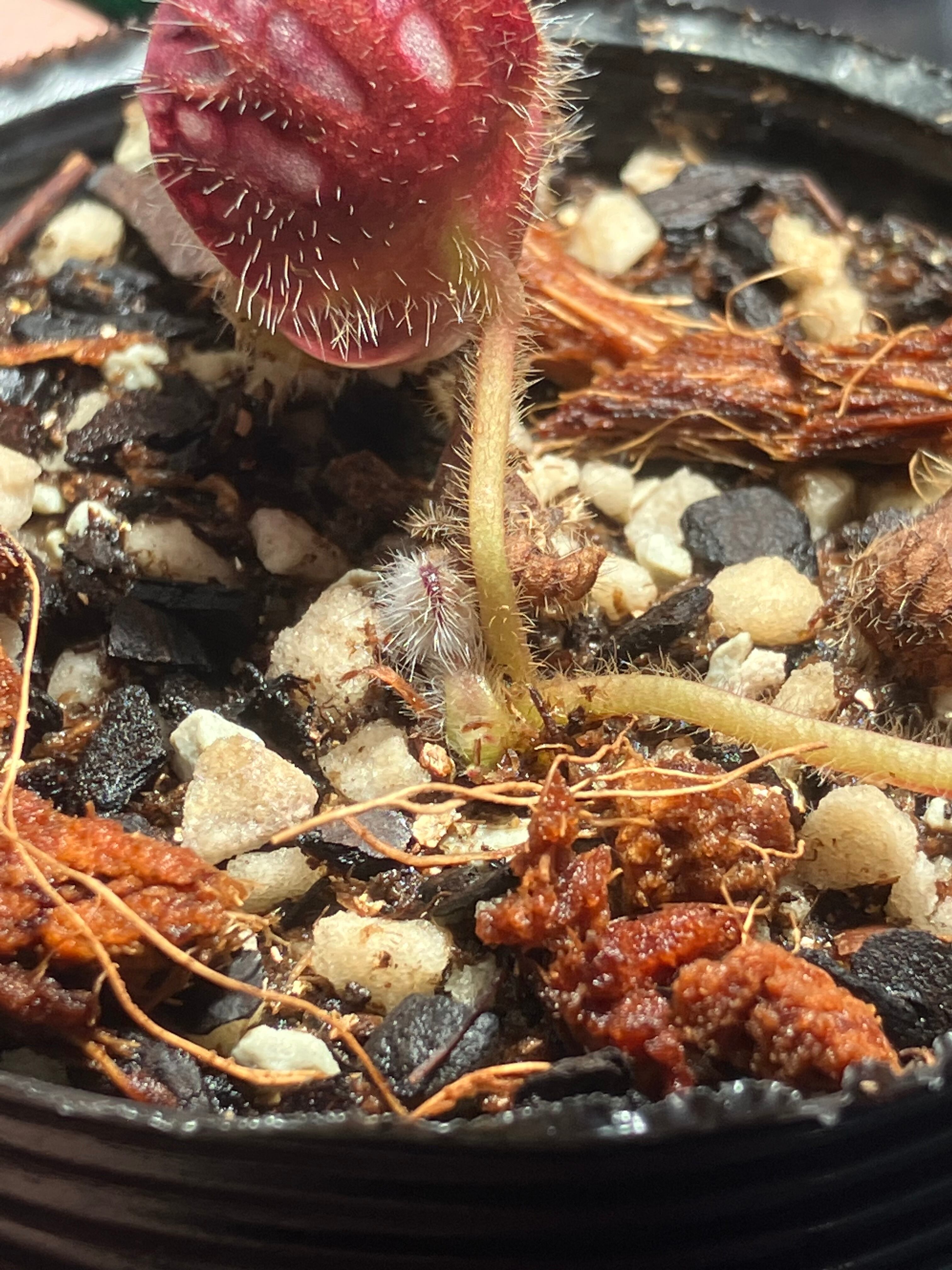 CE] Cephalotus follicularis ex Botanical Garden Wilhelma CK