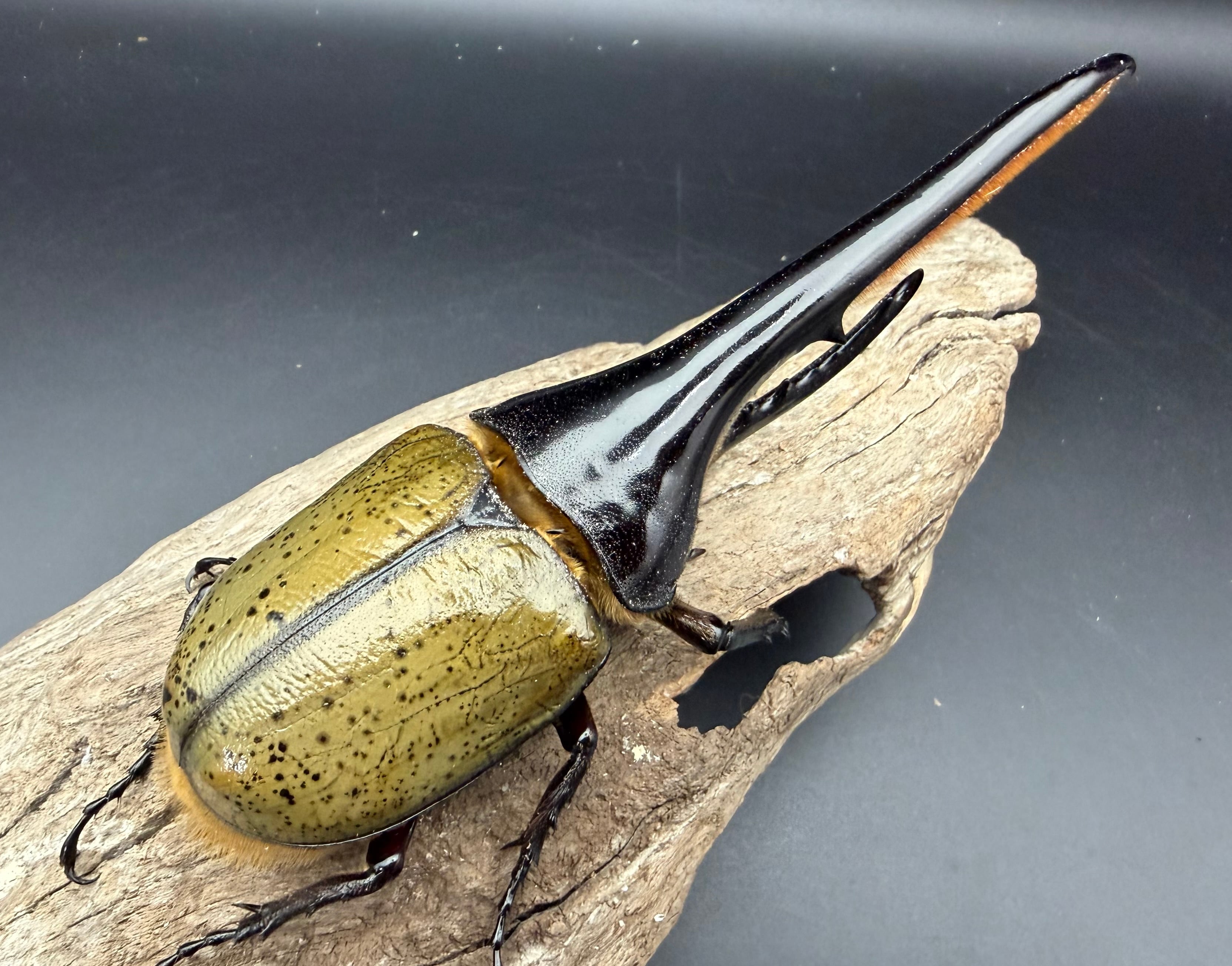 【匿名配送】ヘラクレス様 ヘラクレス・ヘラクレス 145mm ペア》 | KPW公式オンラインショップ