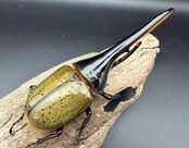 《ヘラクレス・ヘラクレス 145mm ペア》