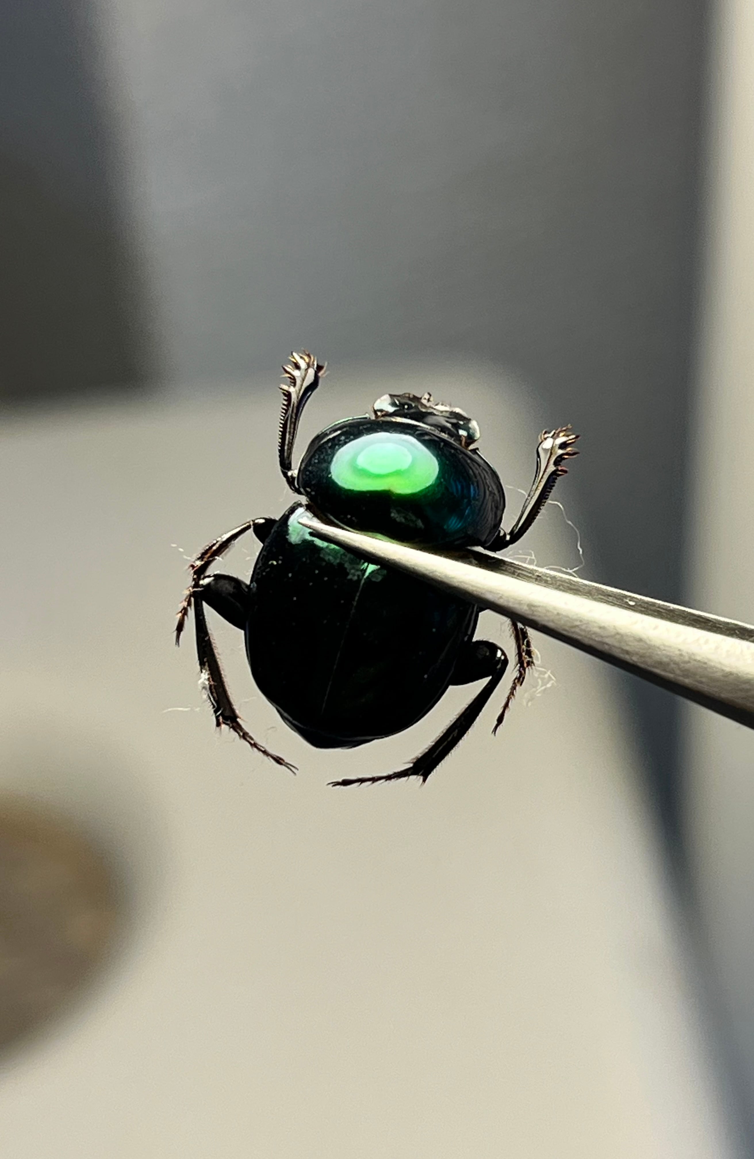 白金鶯黄金】キンセスジウグイスコガネ グロリオーサウグイスコガネ