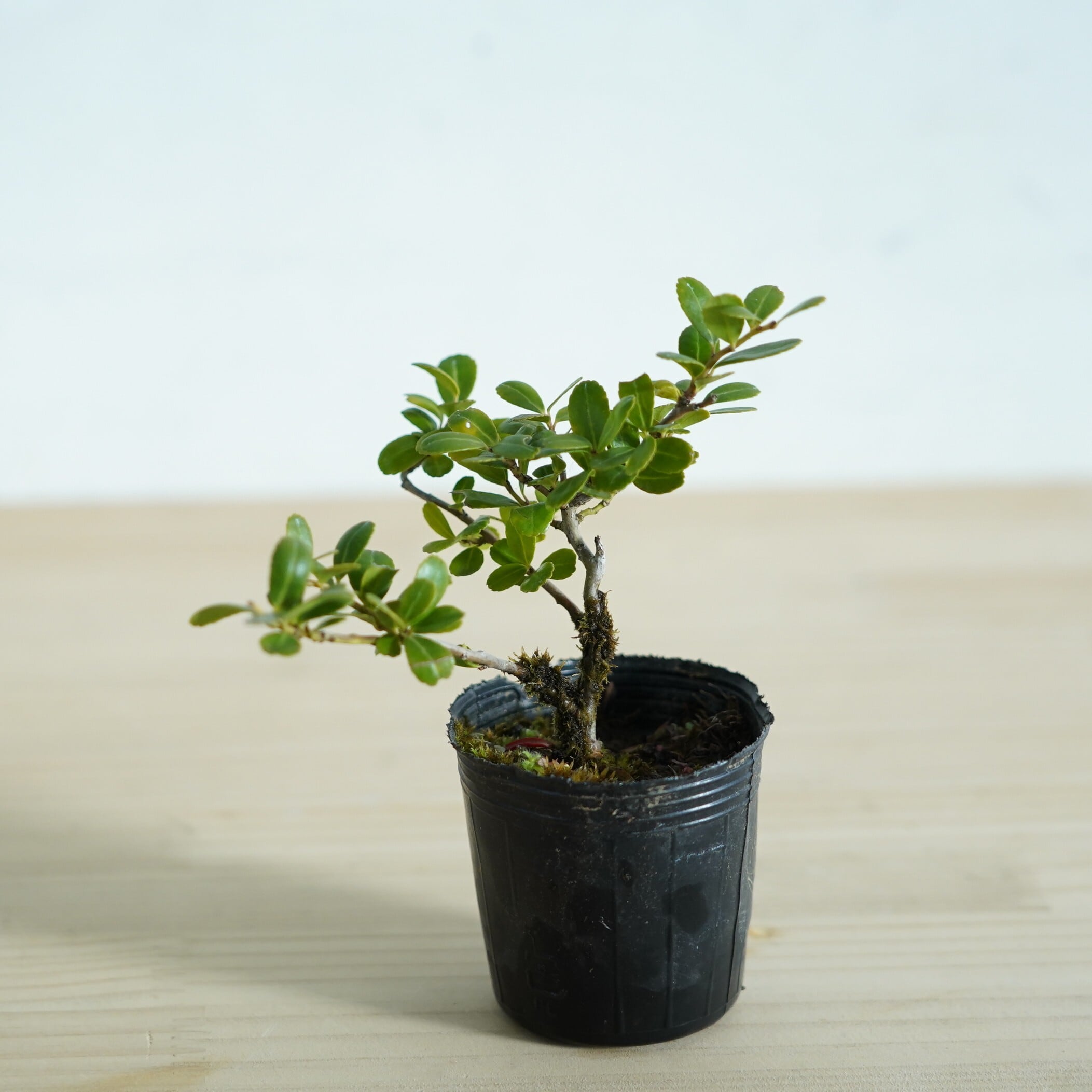 素材コケ以外の植物 | 苔テラリウム専門ショップ道草
