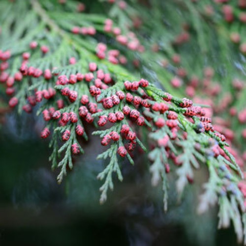 バルサムモミＢＩＯ野生 　精油