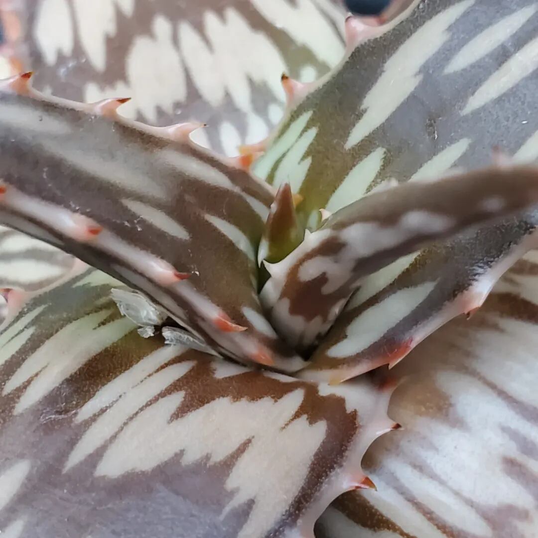F00471_Aloe peckii x hemmingii（ROURUSANCO）：アロエ・ハイブリッド