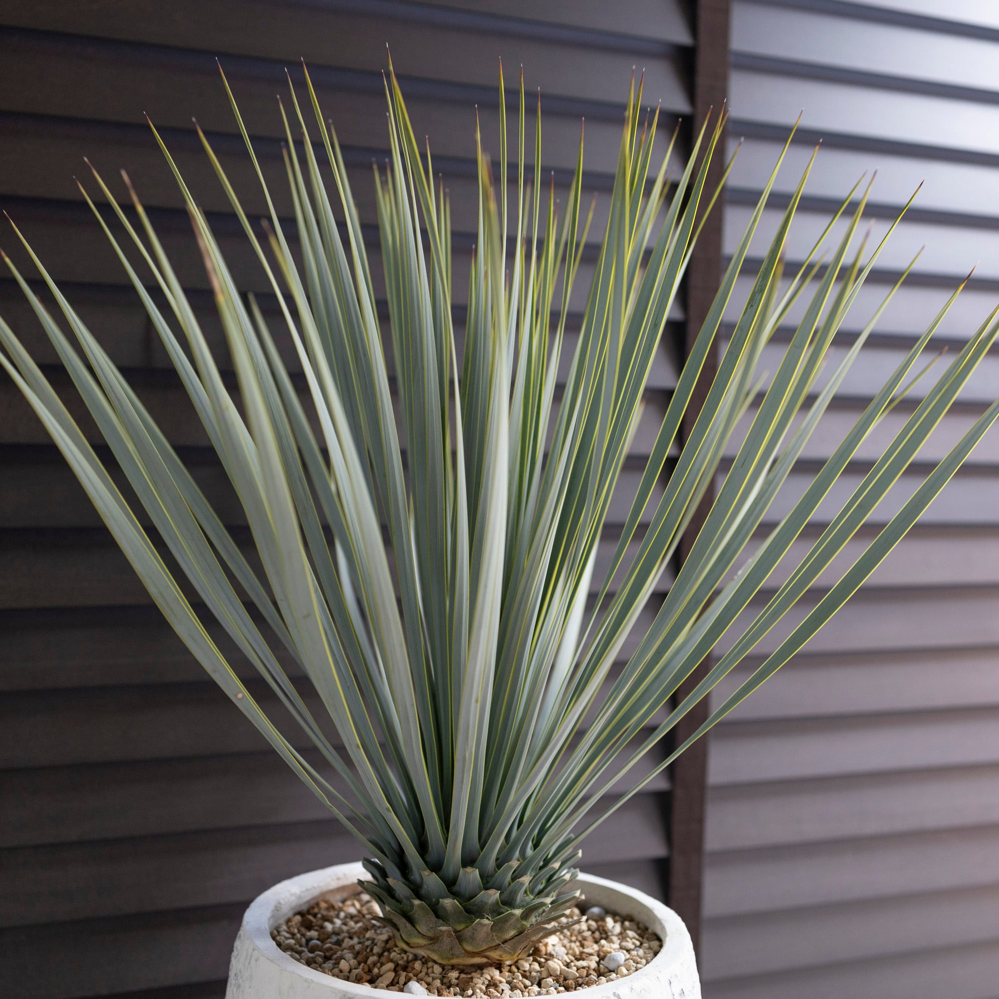 ユッカ ロストラータ Rostrata 8号 陶器鉢 観葉植物 ドライガーデン