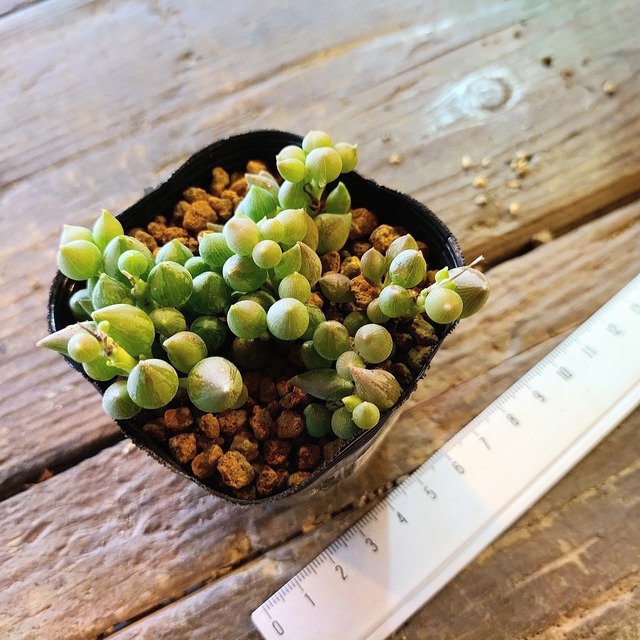 ピーチネックレス Rupo 多肉植物専門店 ピーチネックレス Rupo 多肉植物専門店