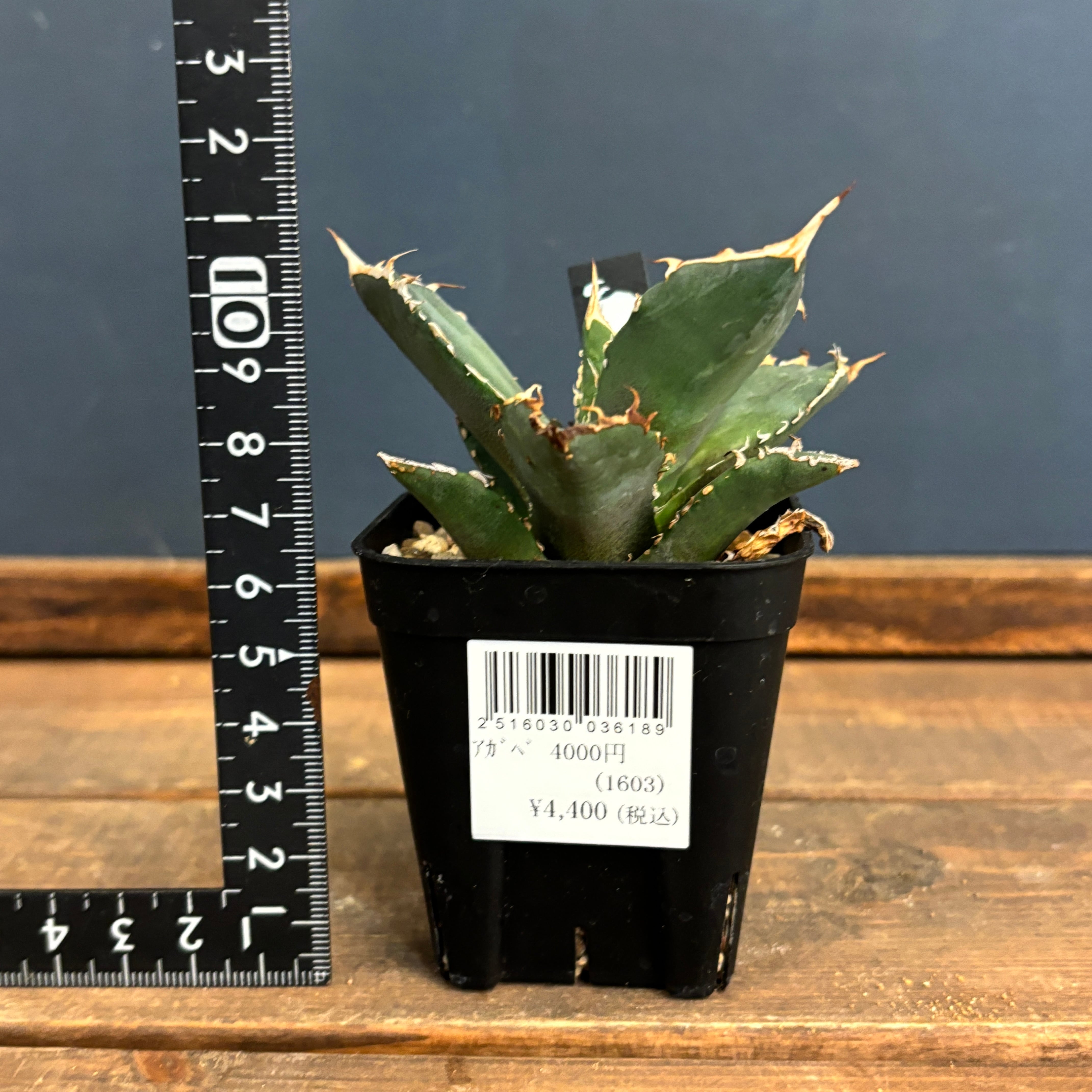 アガベ 烈焔 アガベ チタノタ 烈焔 | 磨 Detailing