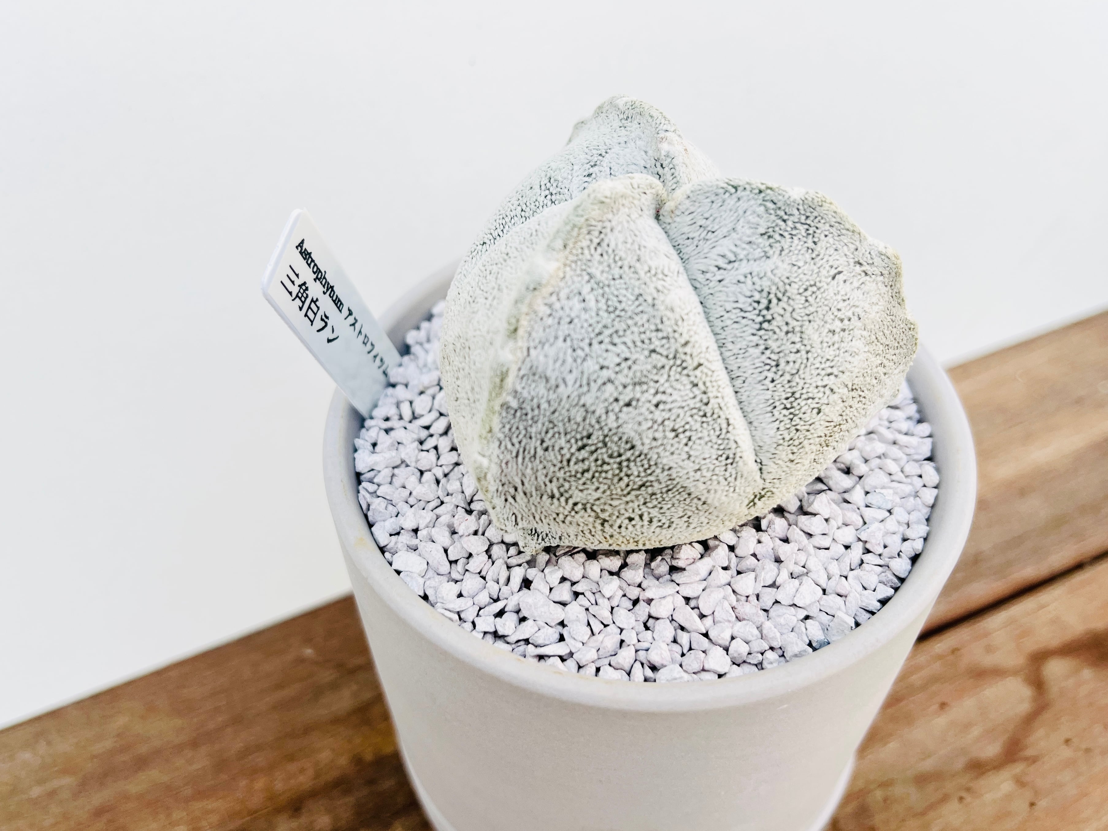 Astrophytum coahuilense アストロフィツム 三角白ランポー玉 サボテン