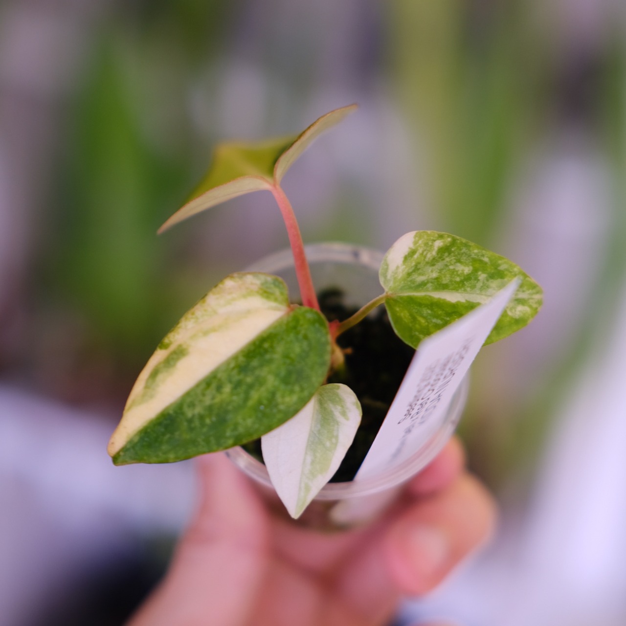 【希少】Anthurium Yellow Bell × Red Chocolate③│観葉植物