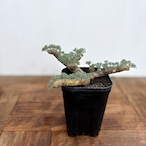 Monsonia multifida【モンソニア・ムルチフィダ】
