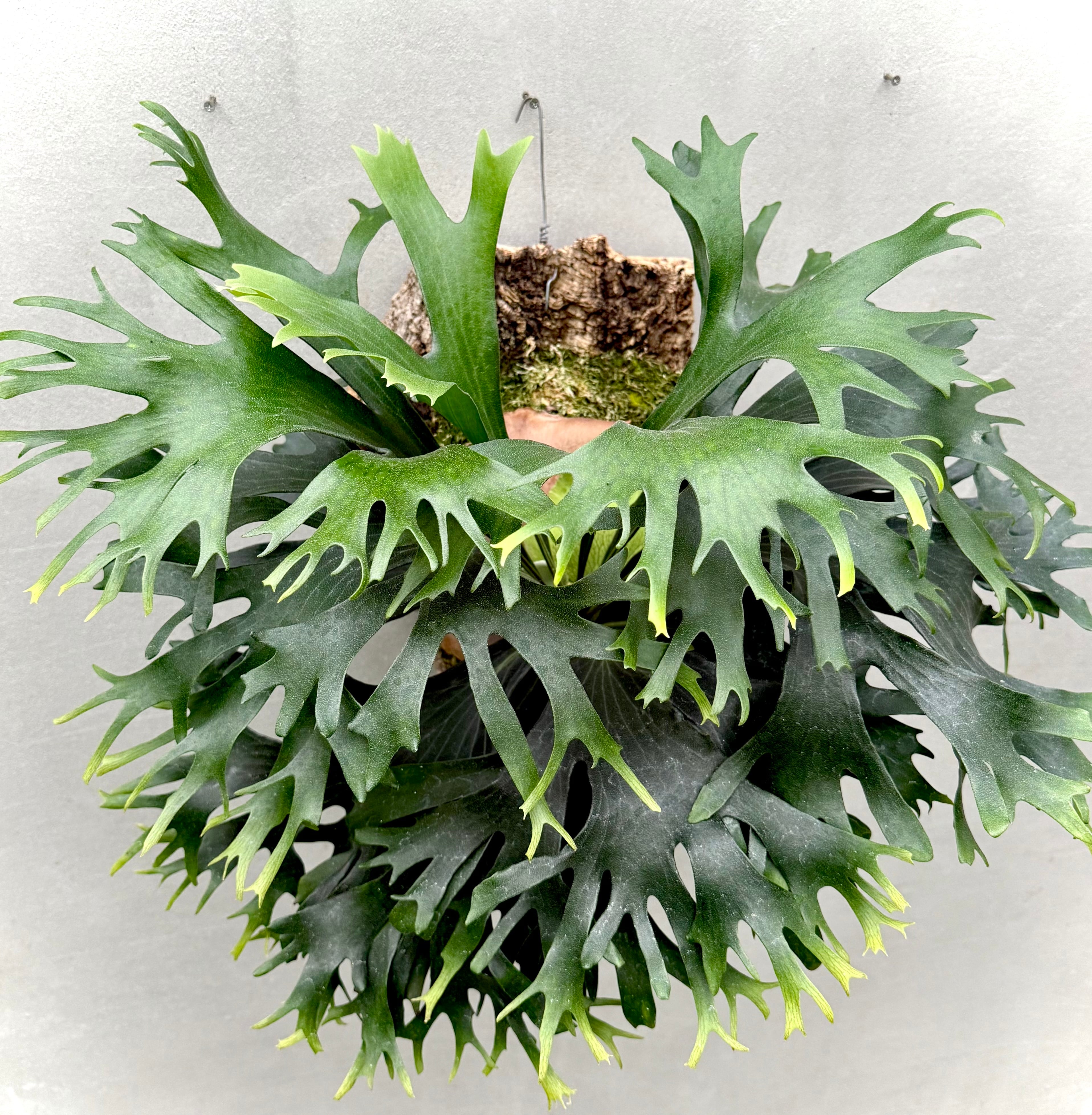 a) P. coronarium 'Lesasha' ビカクシダ コロナリウム 'レサーシャ