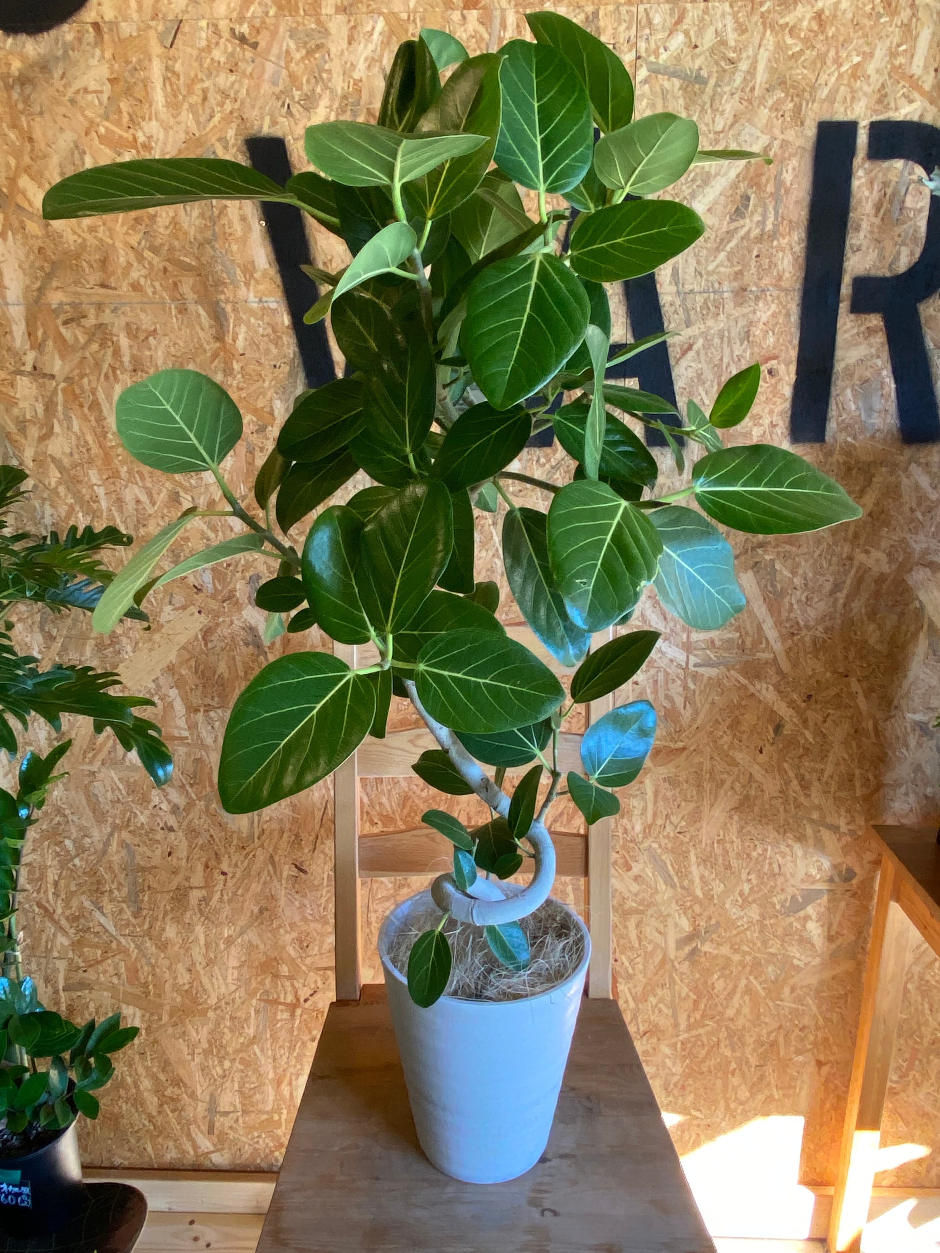 幹太め＊曲がり♥】フィカス ベンガレンシス