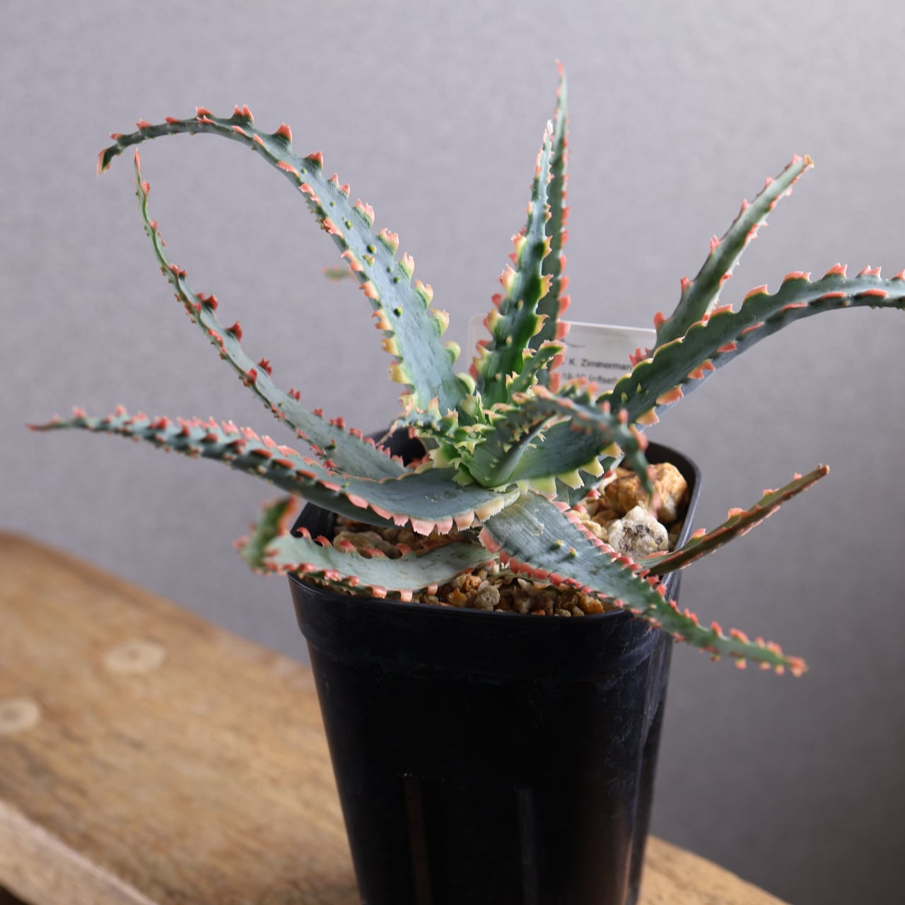 614『アロエ Aloe Sawbones' K zimmerman』観葉植物【送料無料